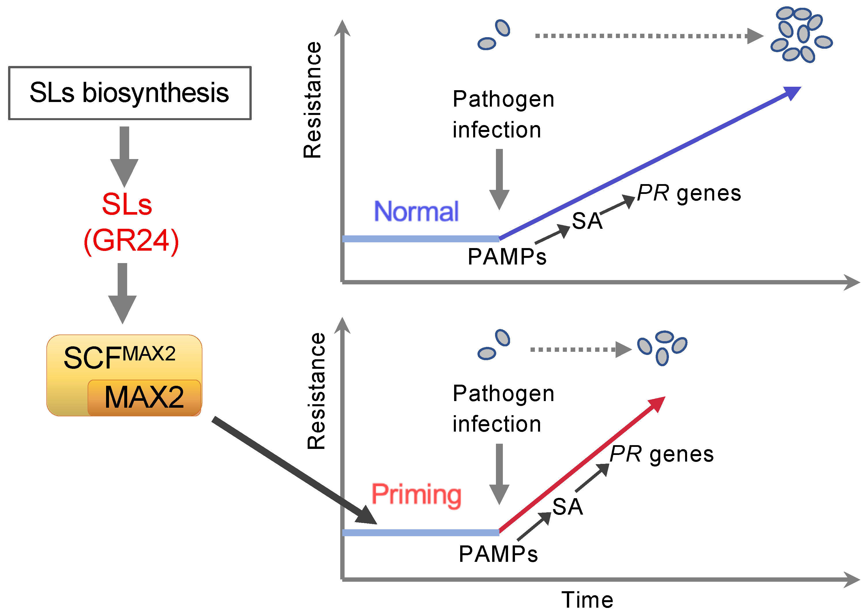 Ijms 23 05246 g009 Ijms 23 05246 g009