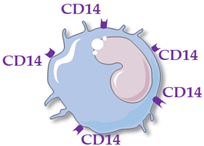 Ijms 23 05303 i001 Ijms 23 05303 i001