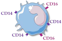 Ijms 23 05303 i002 Ijms 23 05303 i002