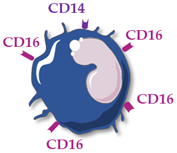 Ijms 23 05303 i003 Ijms 23 05303 i003