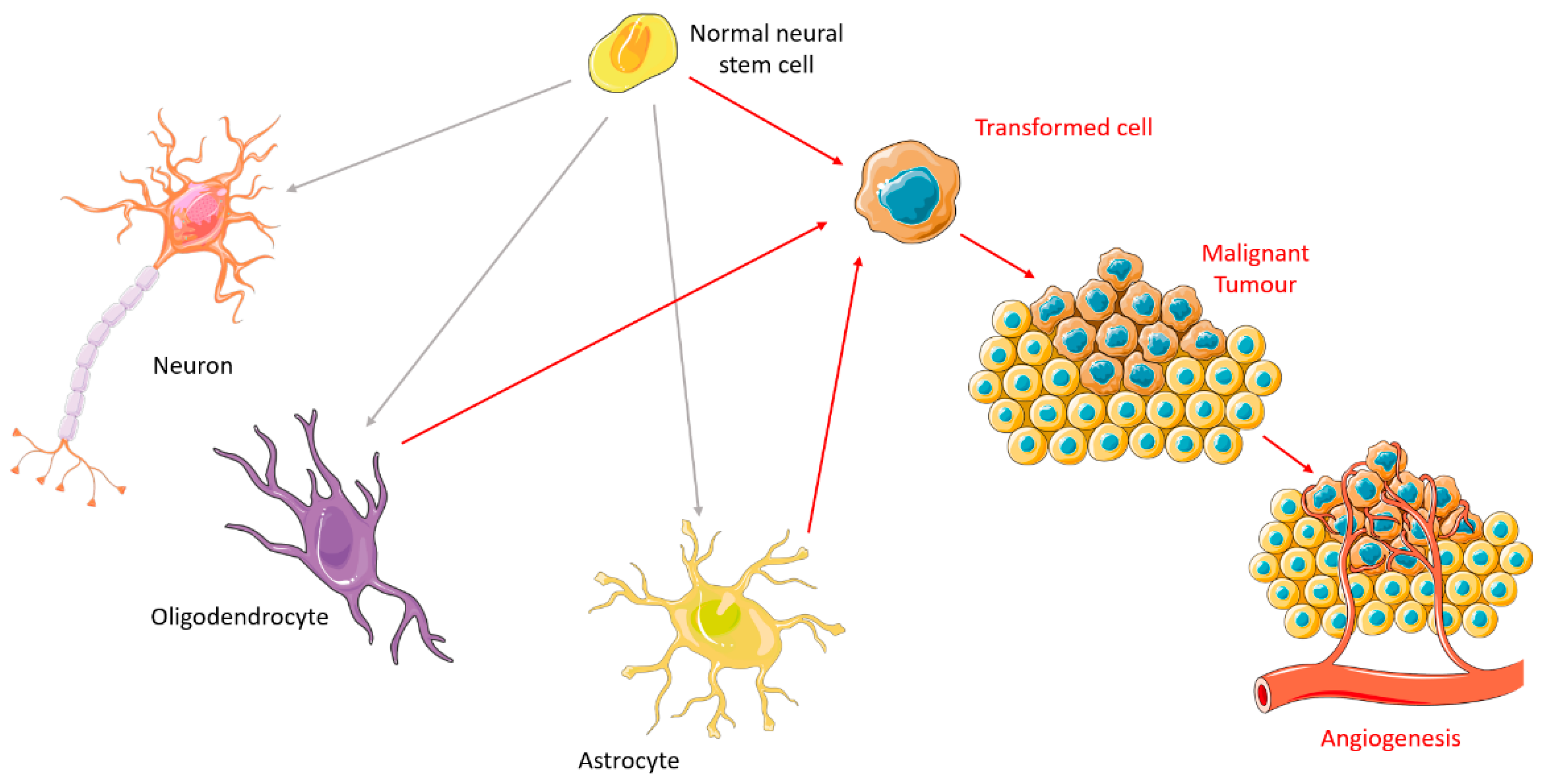 Ijms 23 05351 g001 Ijms 23 05351 g001