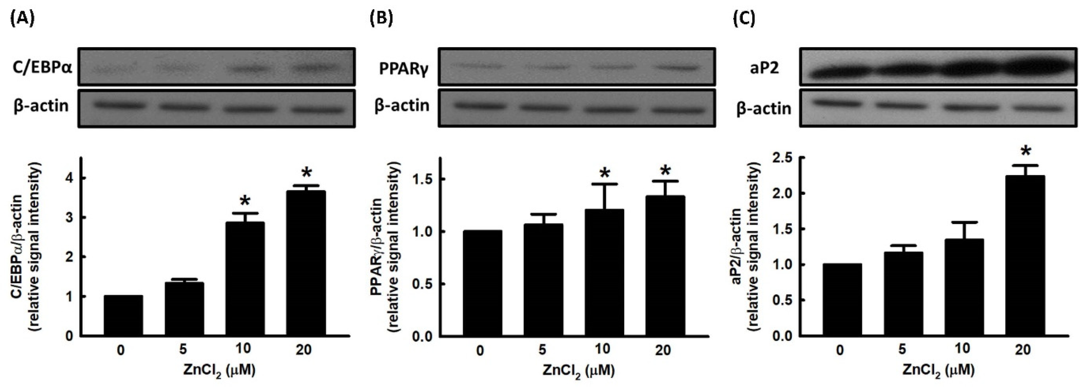 Ijms 23 05488 g002 Ijms 23 05488 g002