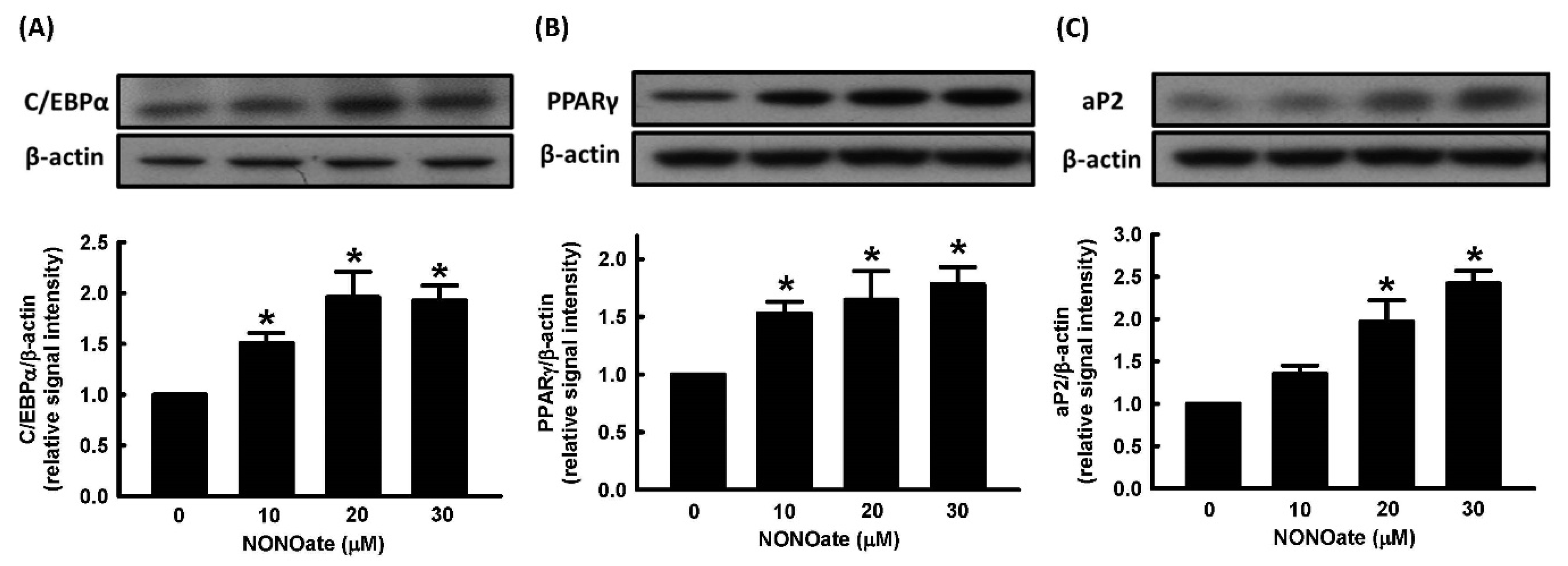 Ijms 23 05488 g004 Ijms 23 05488 g004