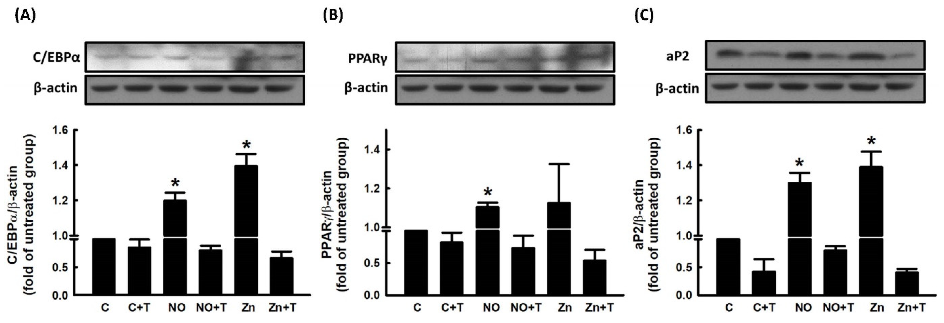 Ijms 23 05488 g007 Ijms 23 05488 g007