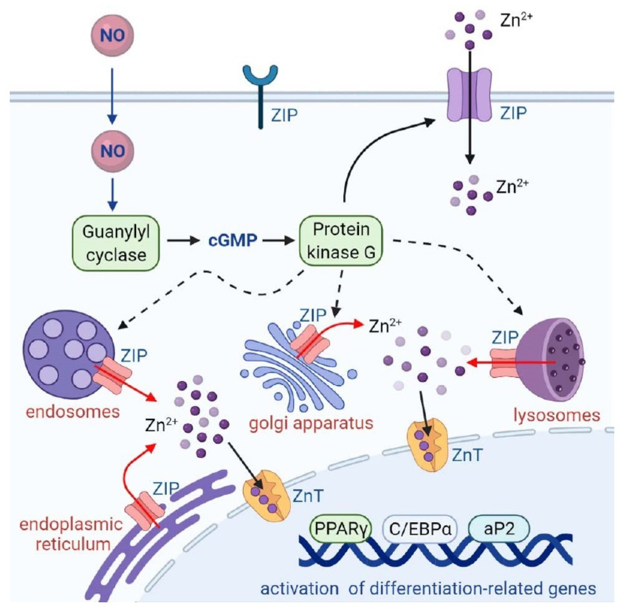 Ijms 23 05488 g009 Ijms 23 05488 g009
