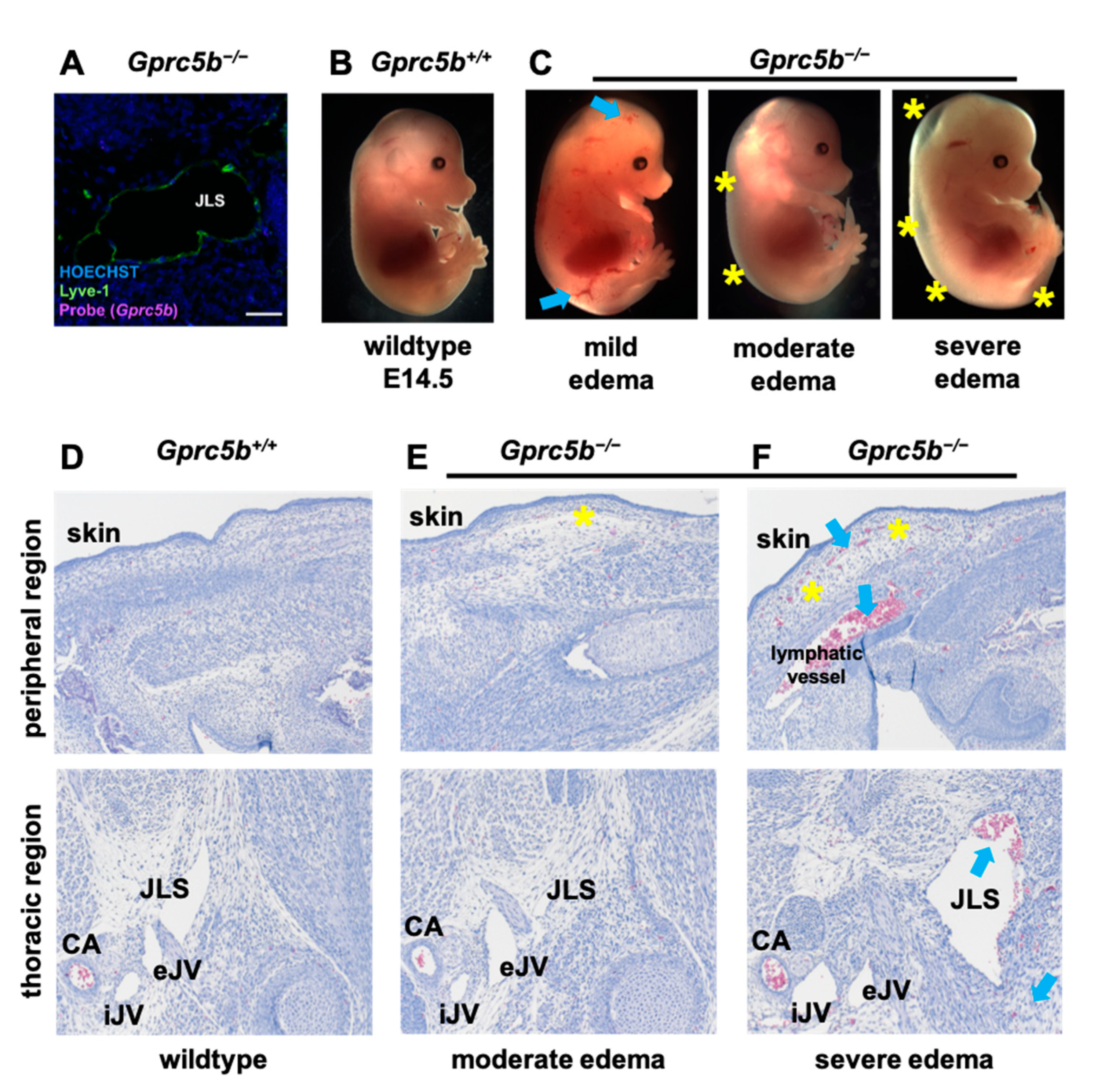 Ijms 23 05712 g003 Ijms 23 05712 g003