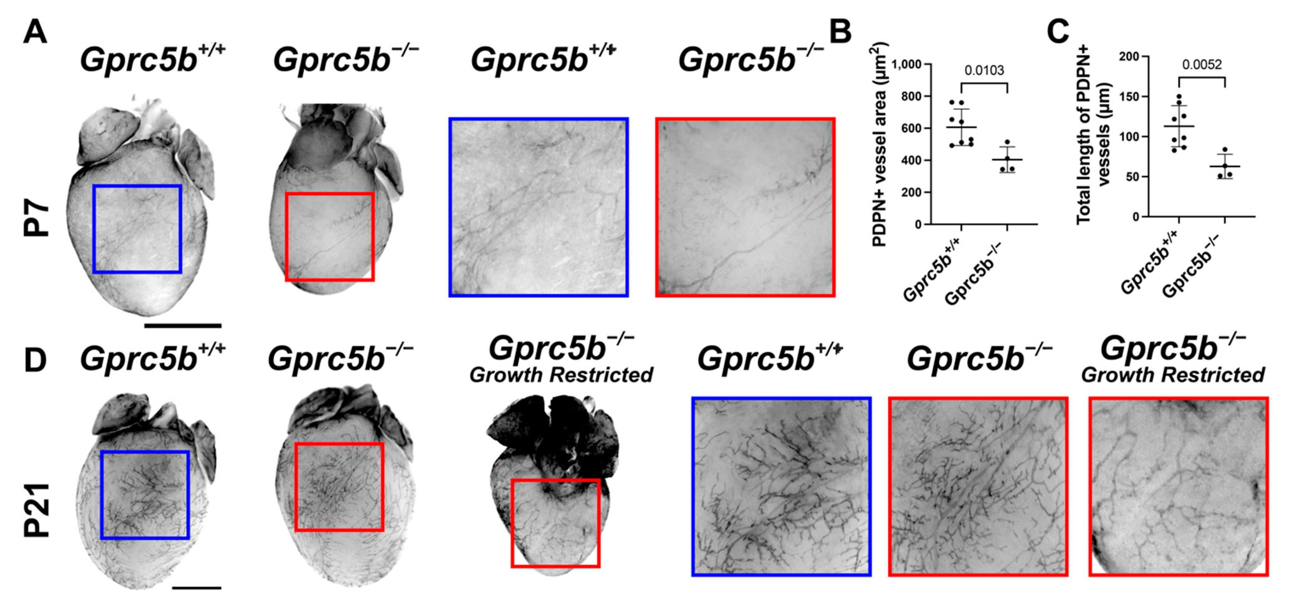 Ijms 23 05712 g006 Ijms 23 05712 g006