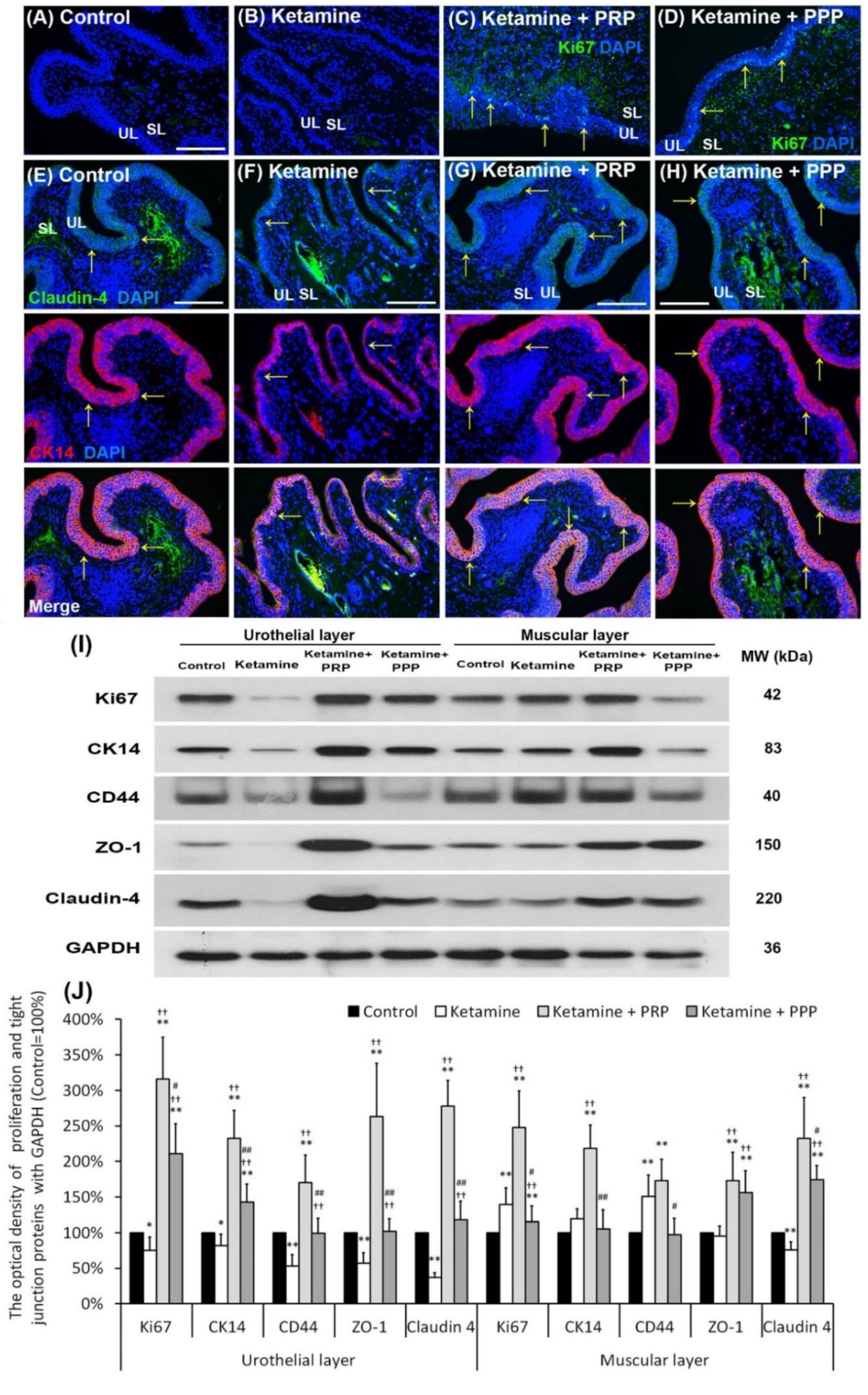 Ijms 23 05771 g003 Ijms 23 05771 g003