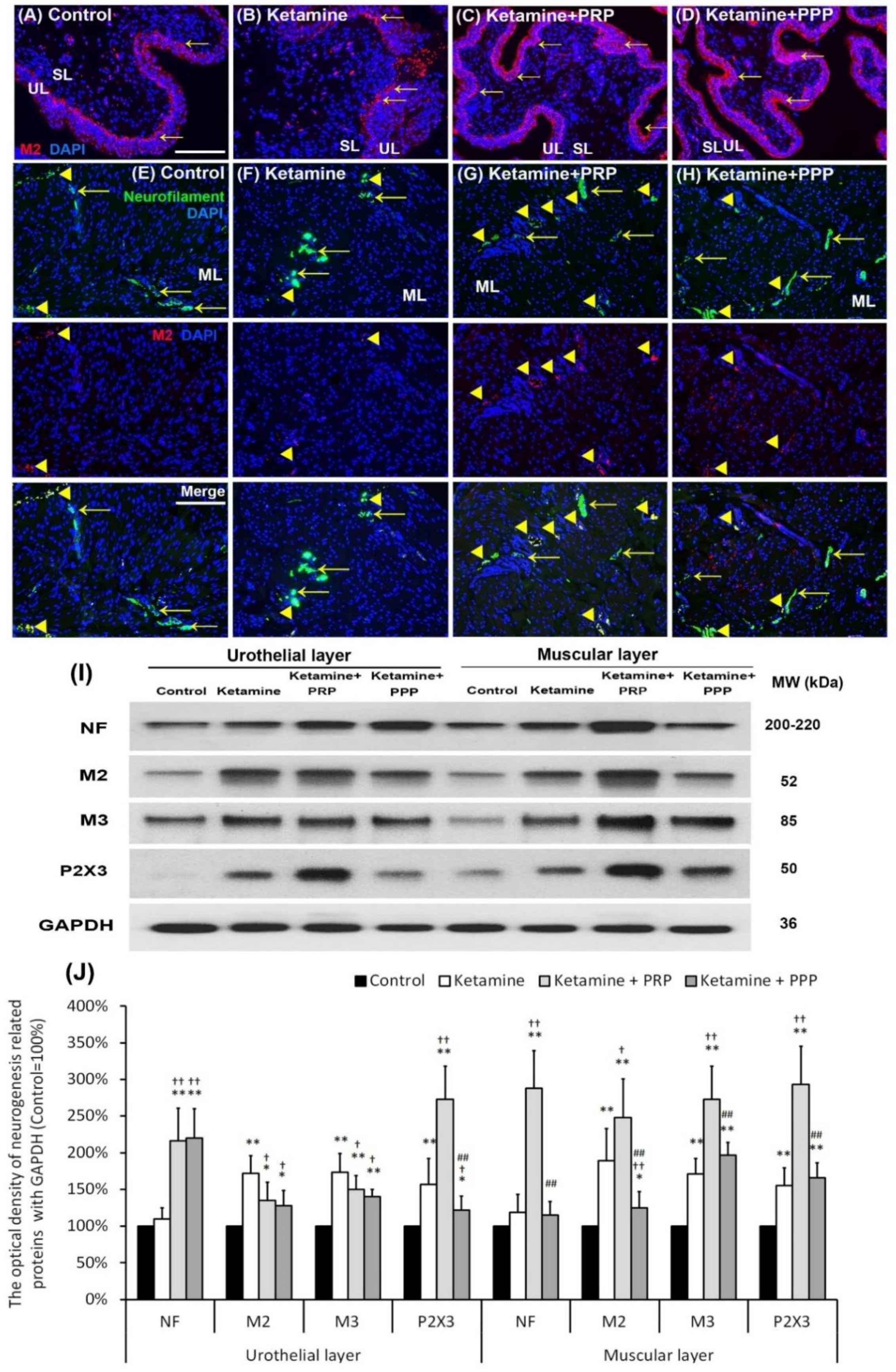 Ijms 23 05771 g005 Ijms 23 05771 g005