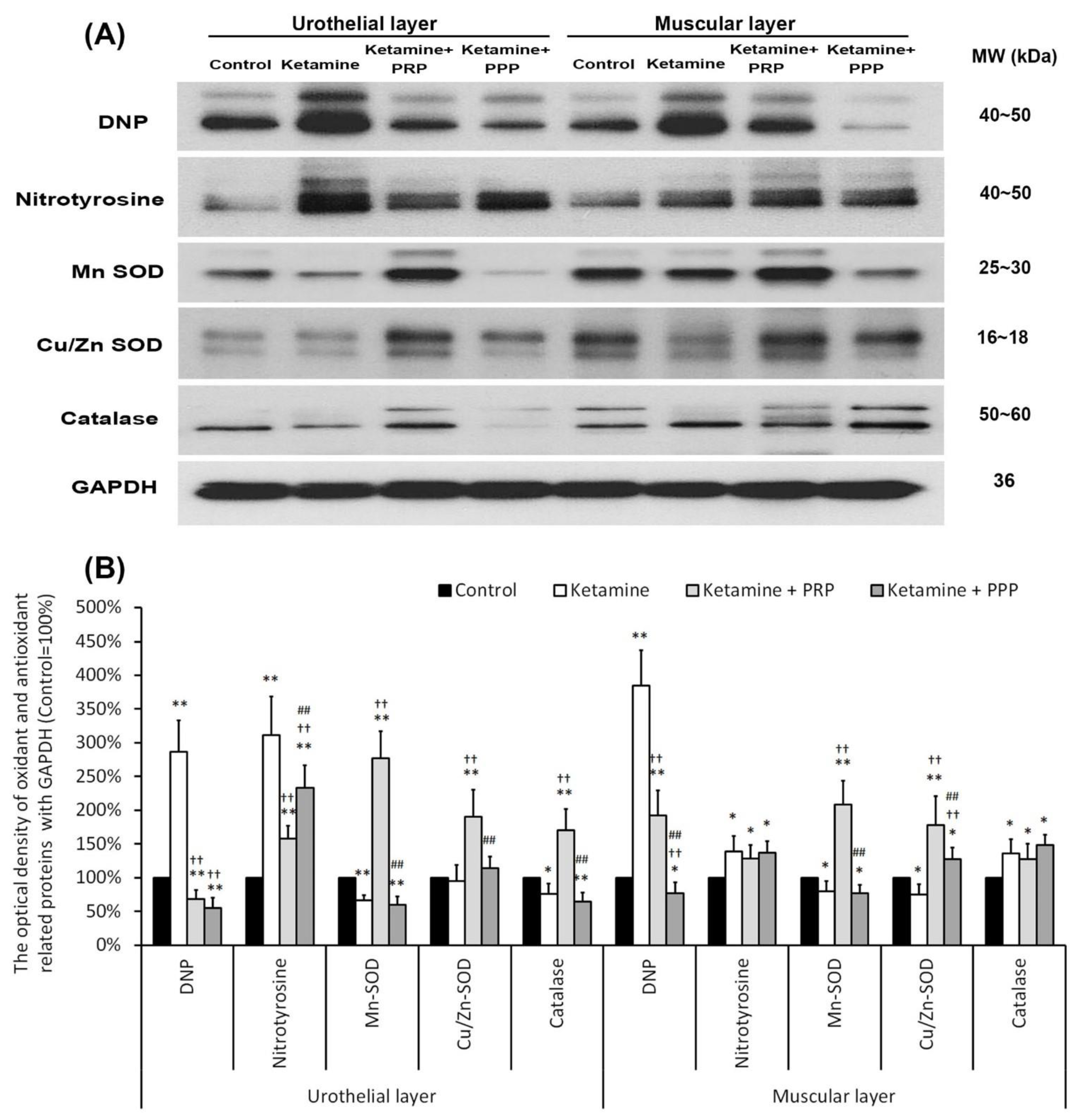 Ijms 23 05771 g006 Ijms 23 05771 g006