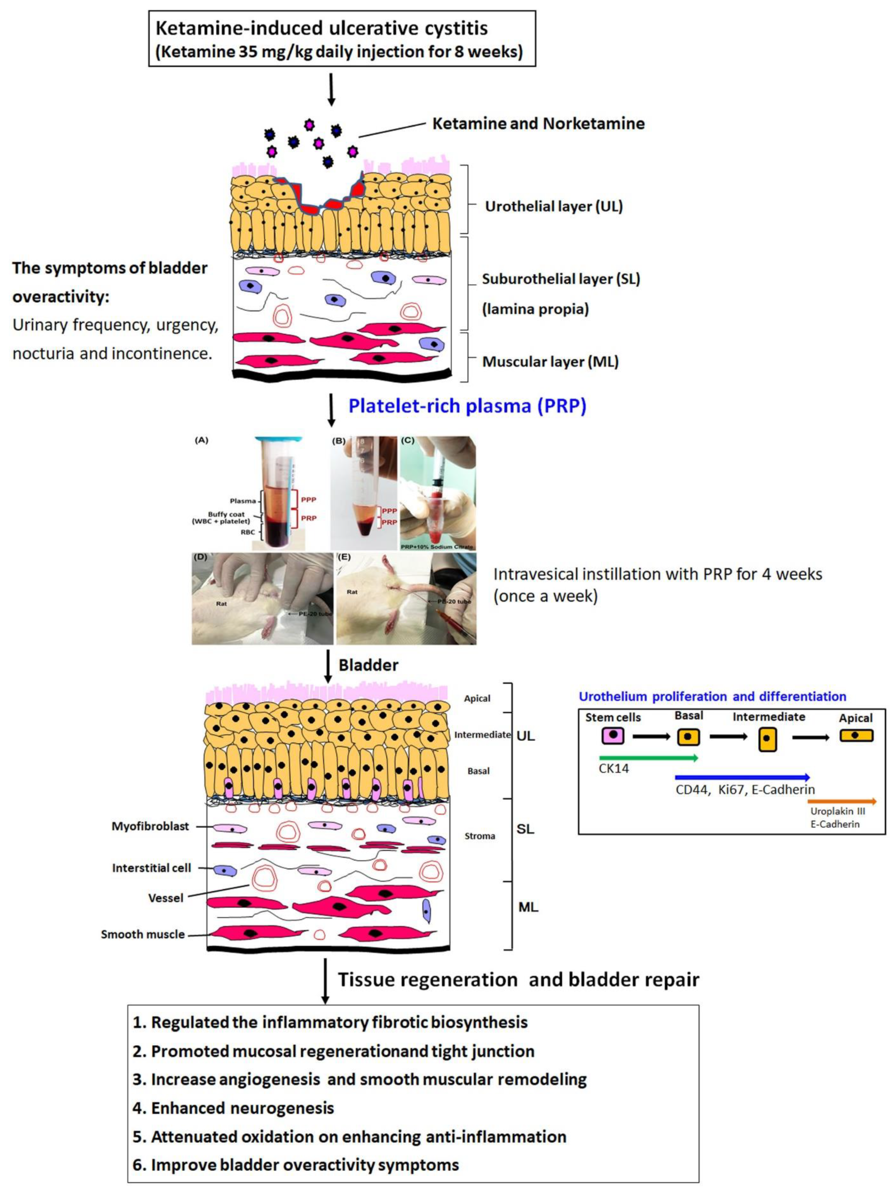 Ijms 23 05771 g007 Ijms 23 05771 g007