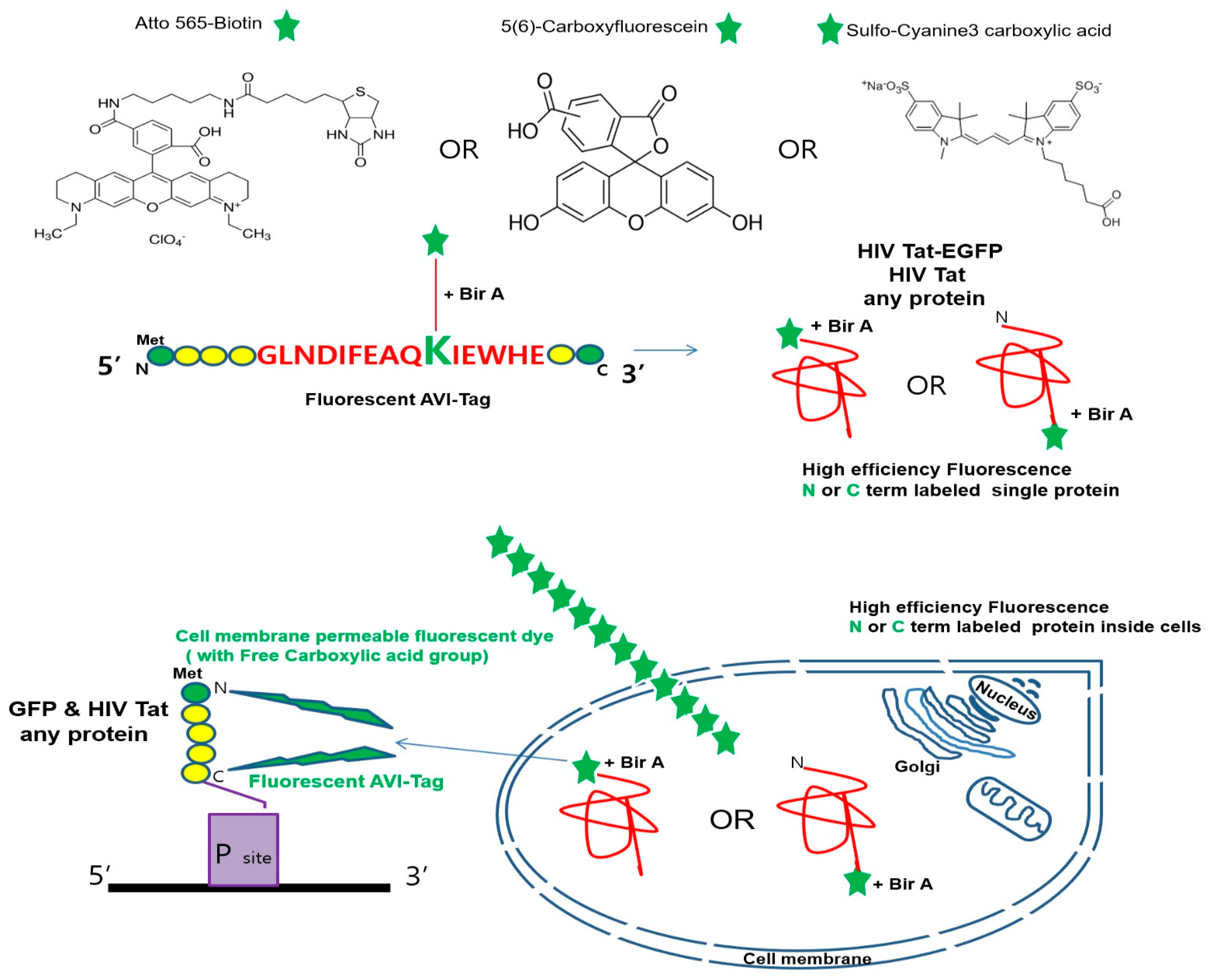 Opp Staining Optical Fluorescence Imaging of Native Proteins Using a Fluorescent ...