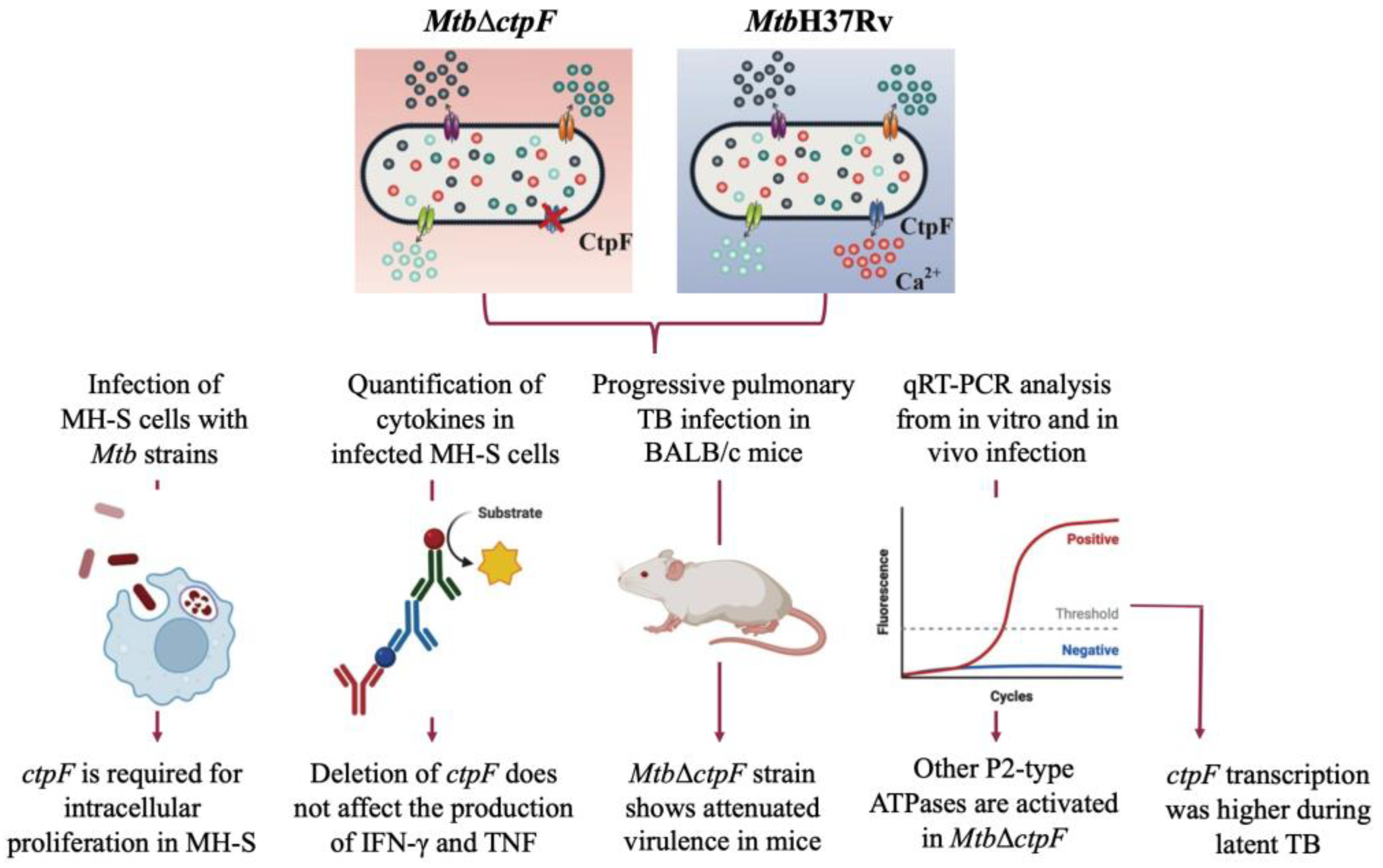 Ijms 23 06015 g007 Ijms 23 06015 g007