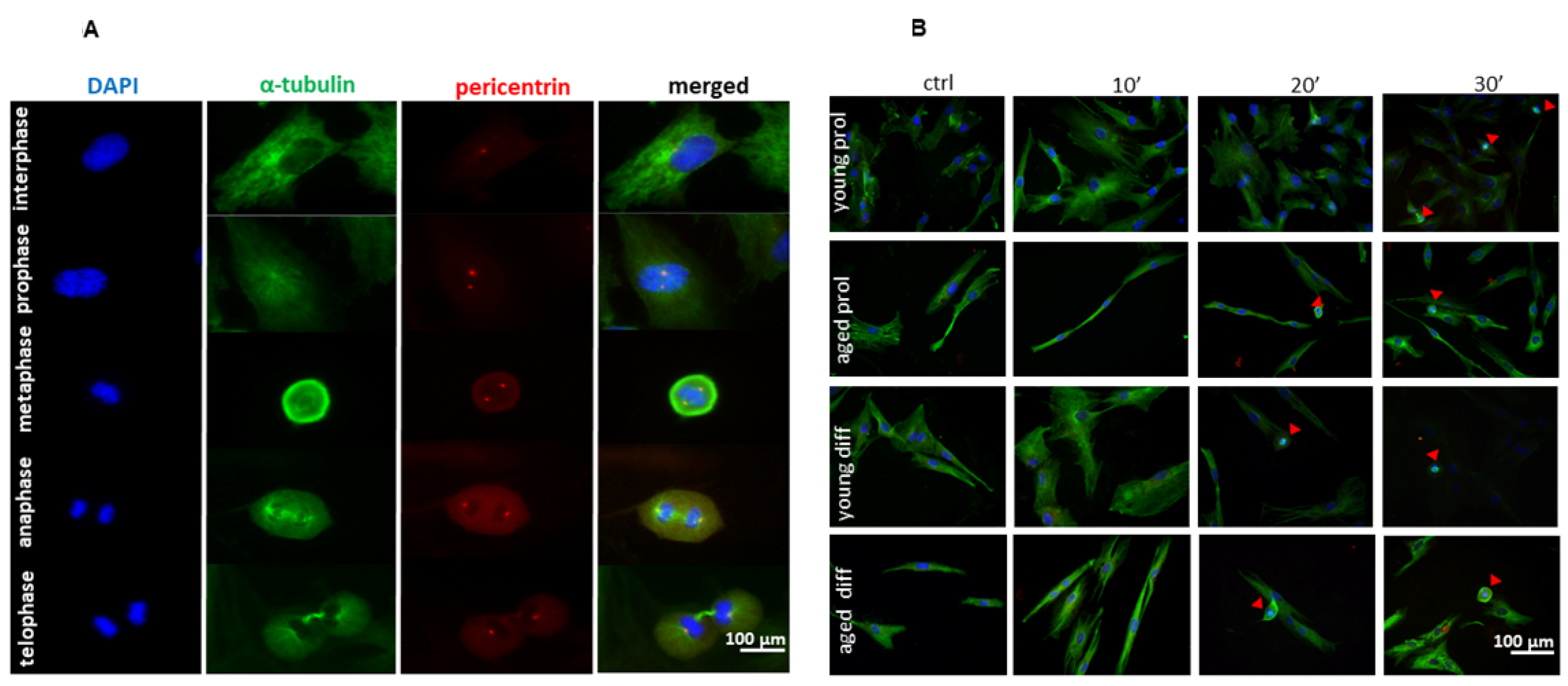 Ijms 23 06026 g006 Ijms 23 06026 g006