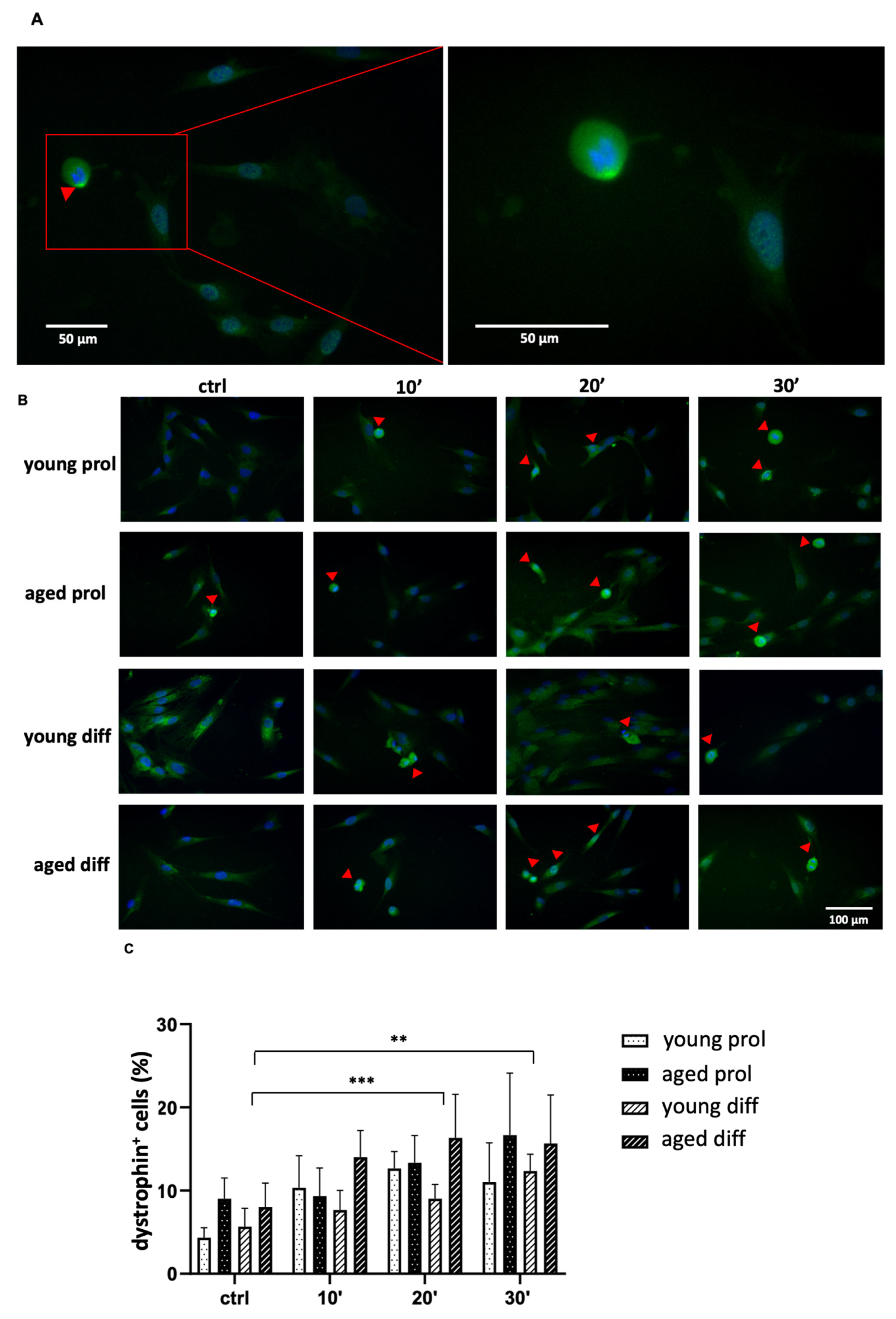 Ijms 23 06026 g008 Ijms 23 06026 g008