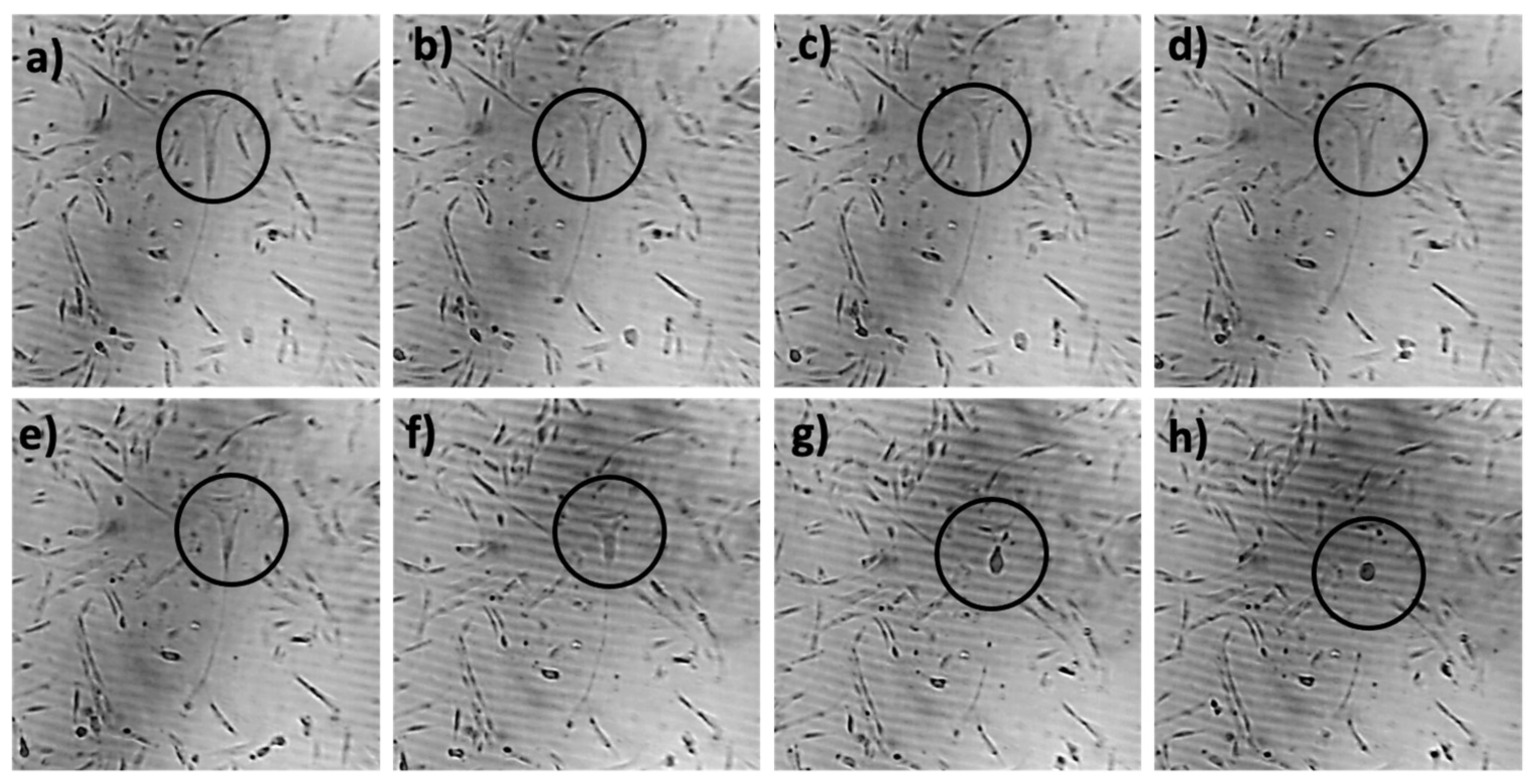 Ijms 23 06026 g010 Ijms 23 06026 g010