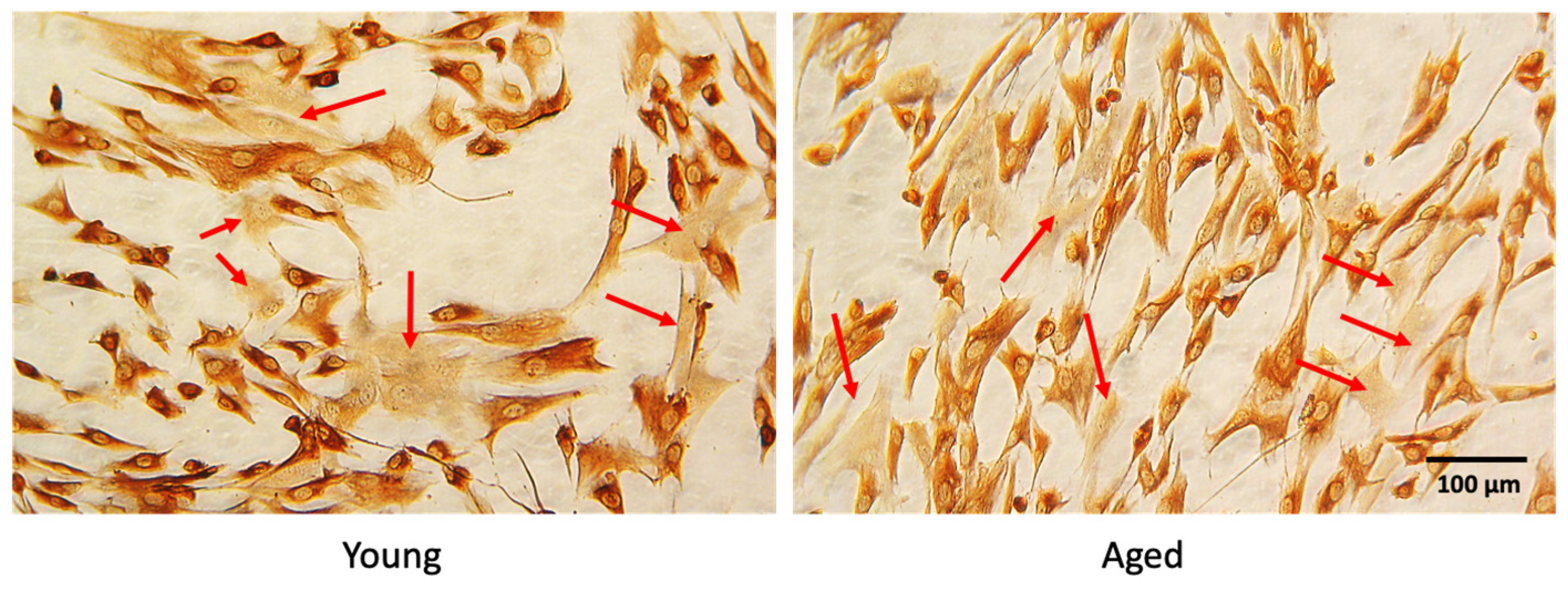 Ijms 23 06026 g011 Ijms 23 06026 g011