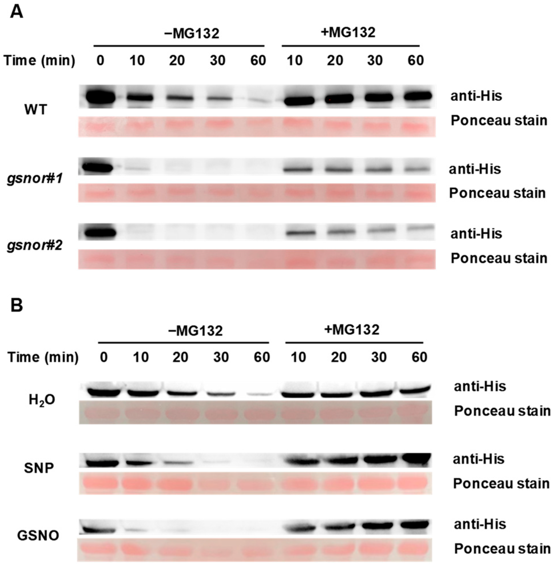 Ijms 23 06027 g004 Ijms 23 06027 g004