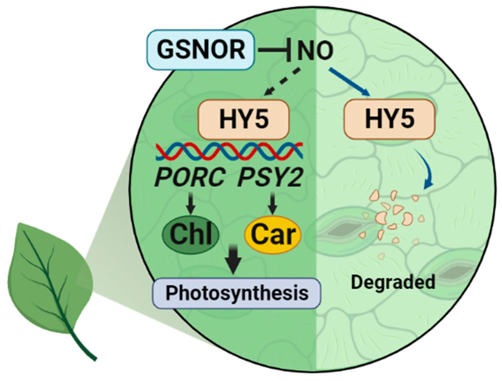 Ijms 23 06027 g007 Ijms 23 06027 g007