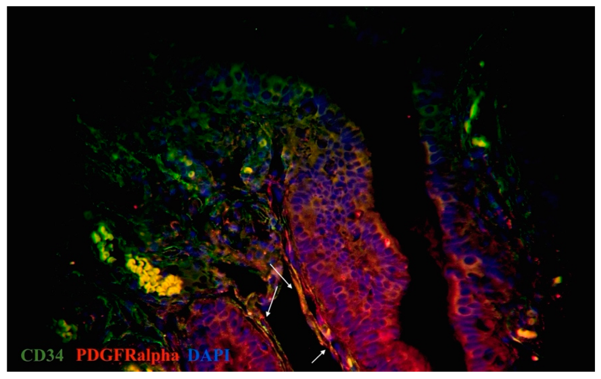 Ijms 23 06155 g006 Ijms 23 06155 g006