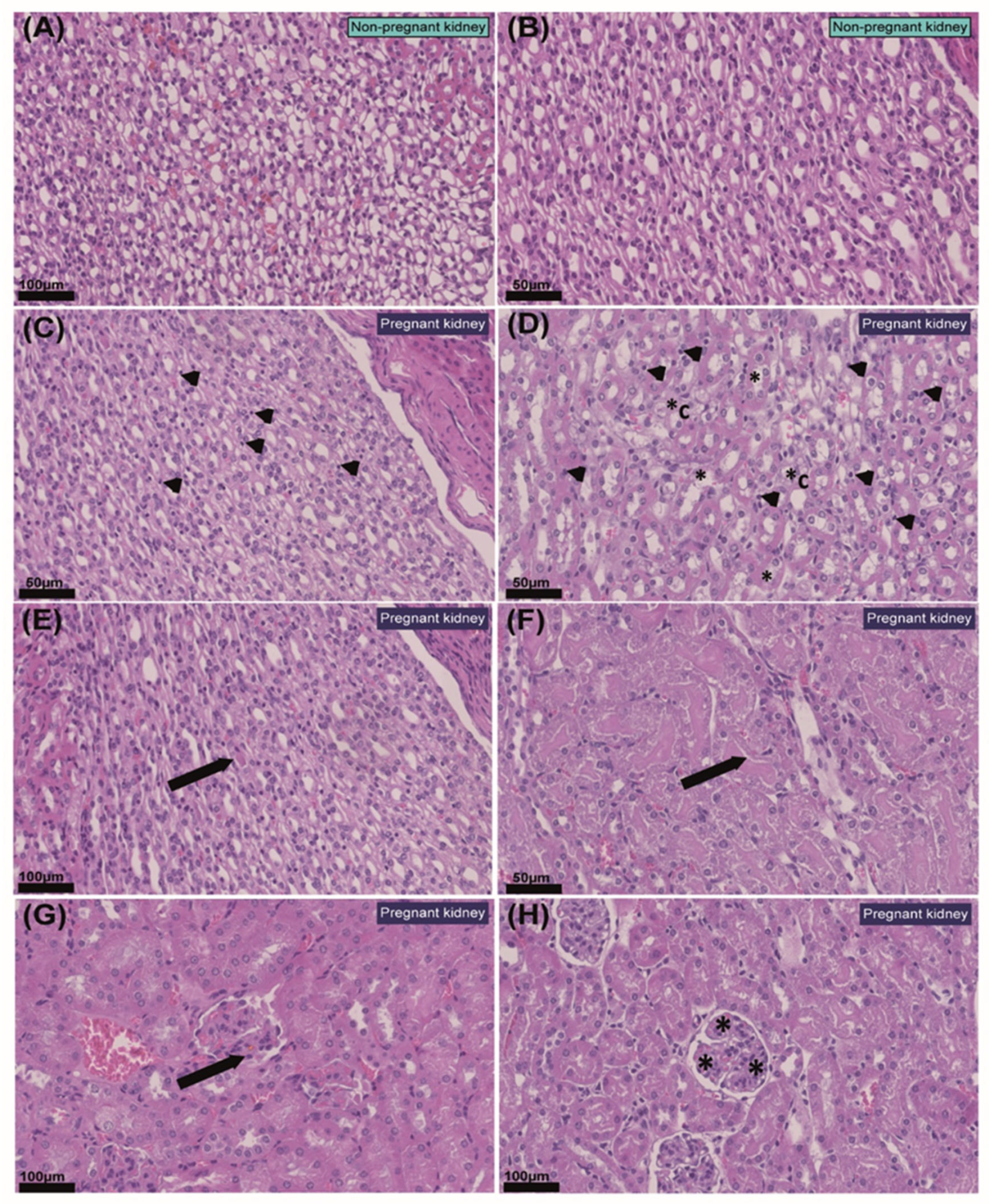 Ijms 23 06287 g002 Ijms 23 06287 g002