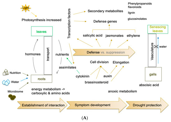Ijms 23 06293 g004a 550