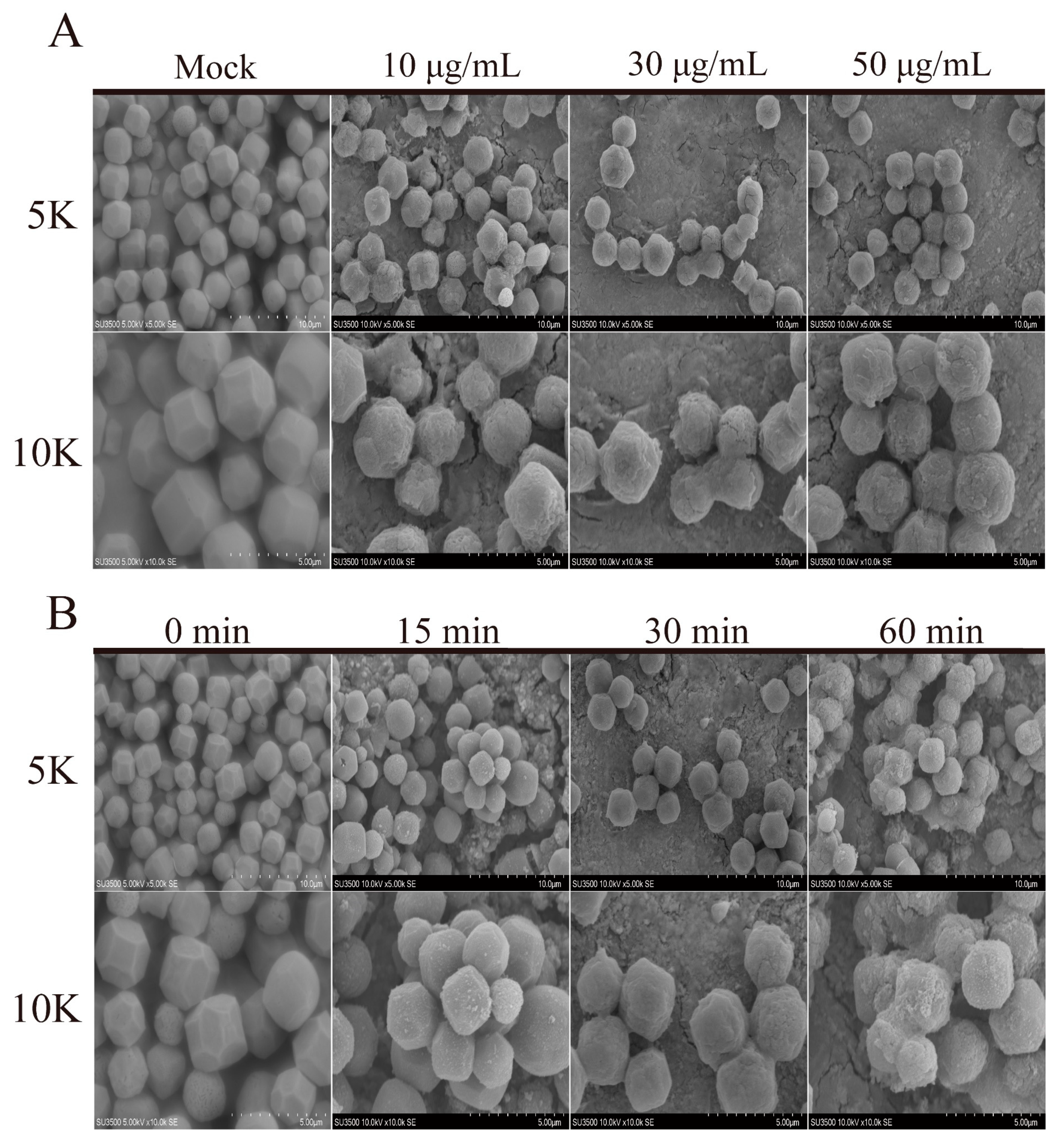 Ijms 23 06325 g003