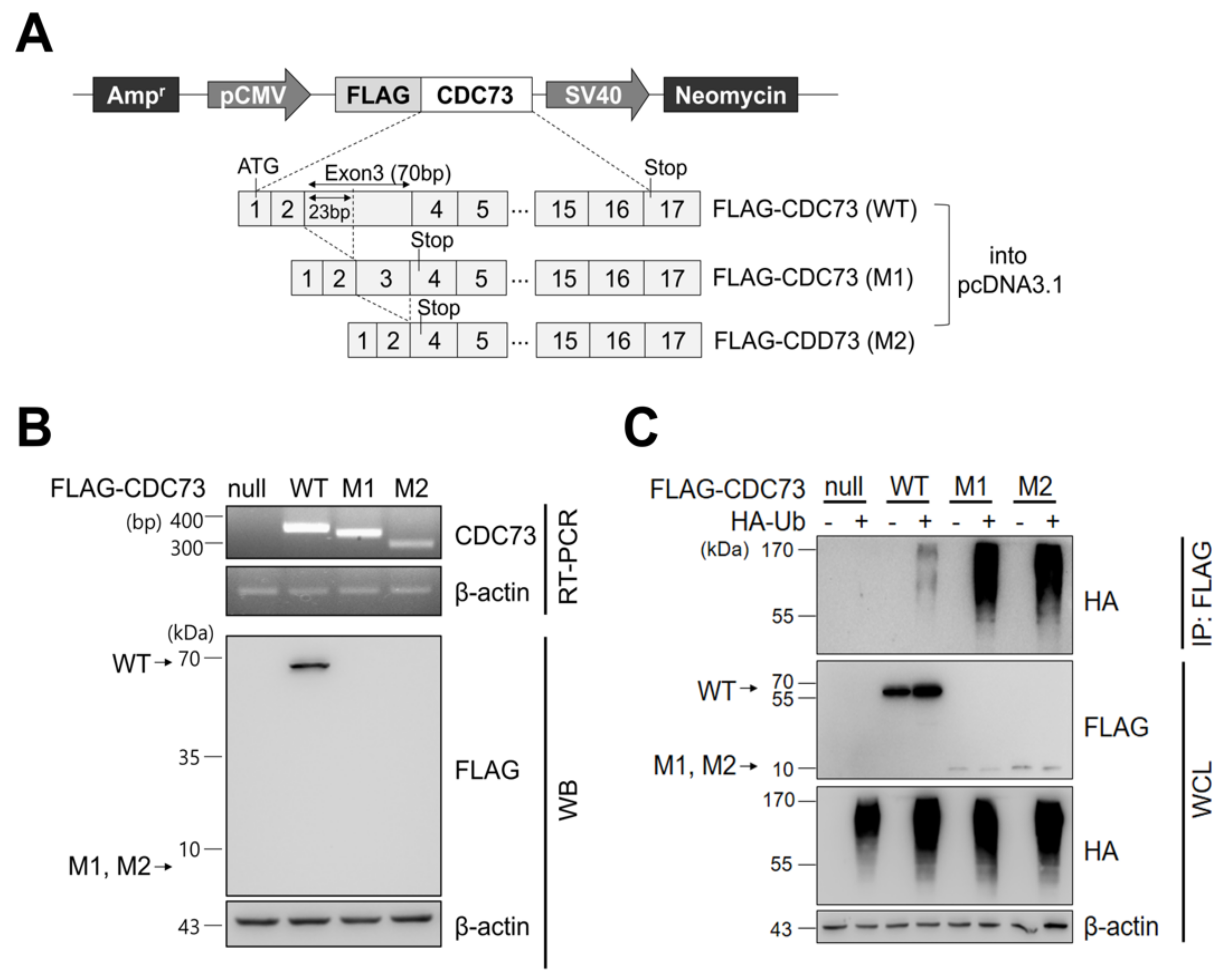 Ijms 23 06364 g001 Ijms 23 06364 g001