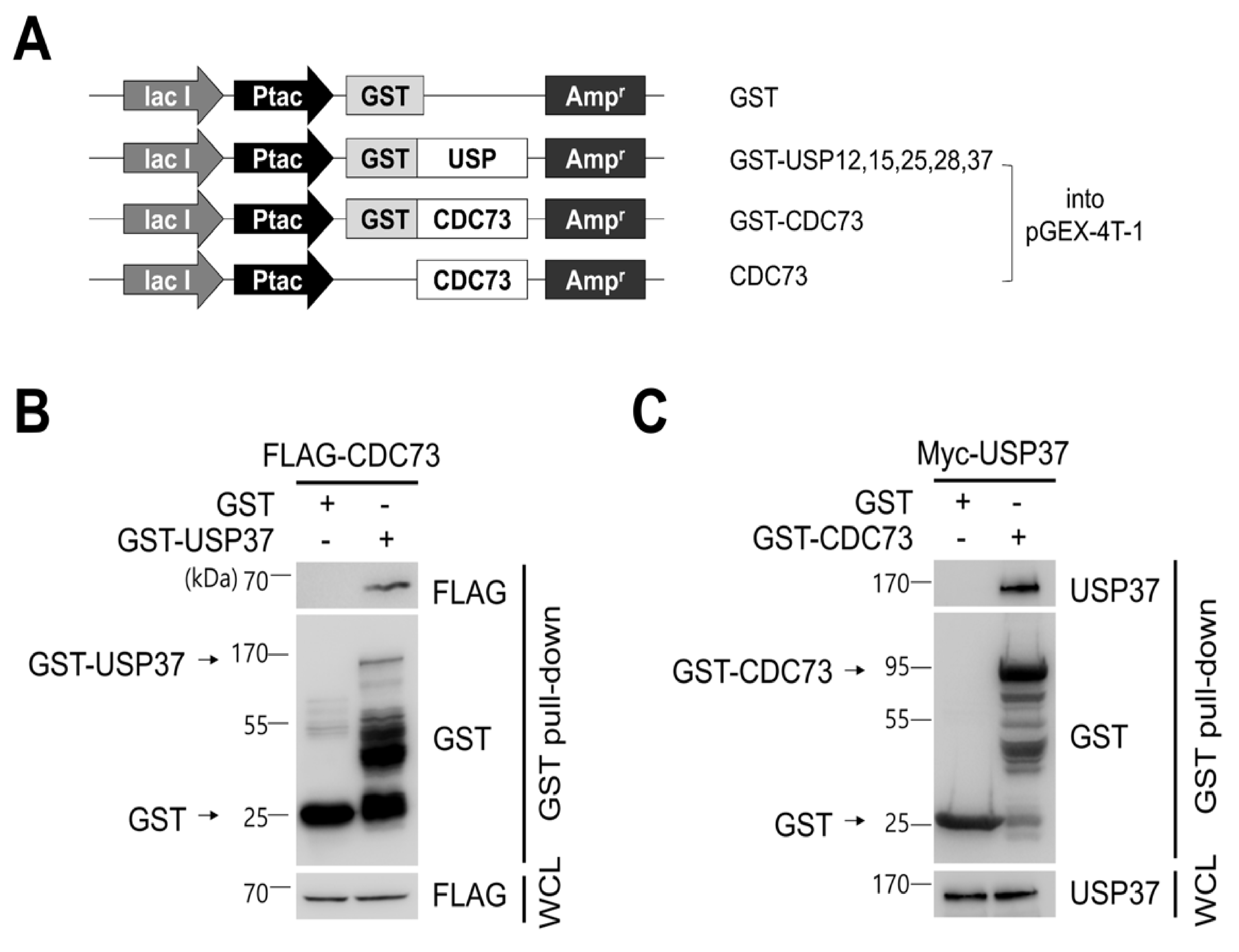 Ijms 23 06364 g002 Ijms 23 06364 g002