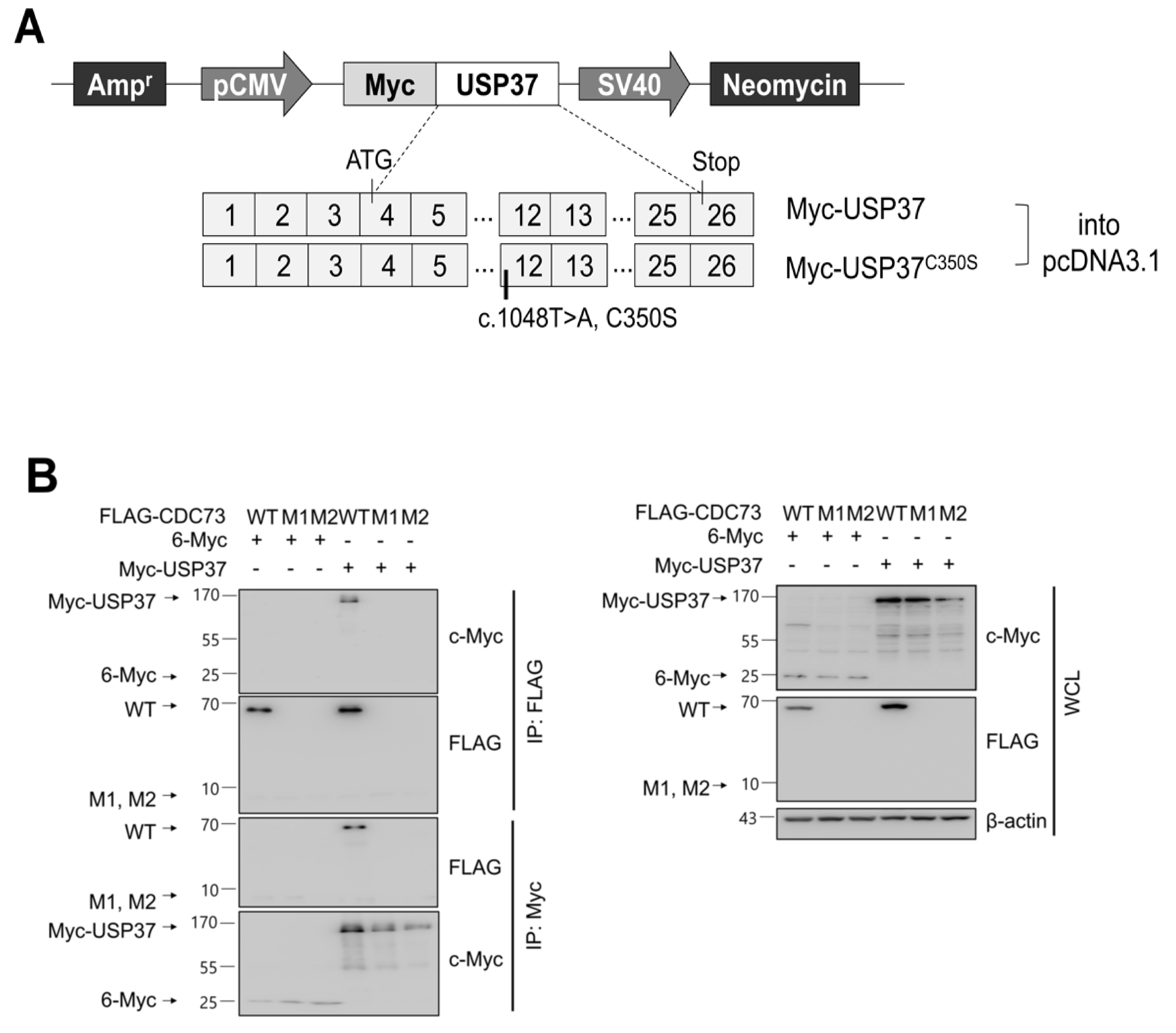 Ijms 23 06364 g003 Ijms 23 06364 g003