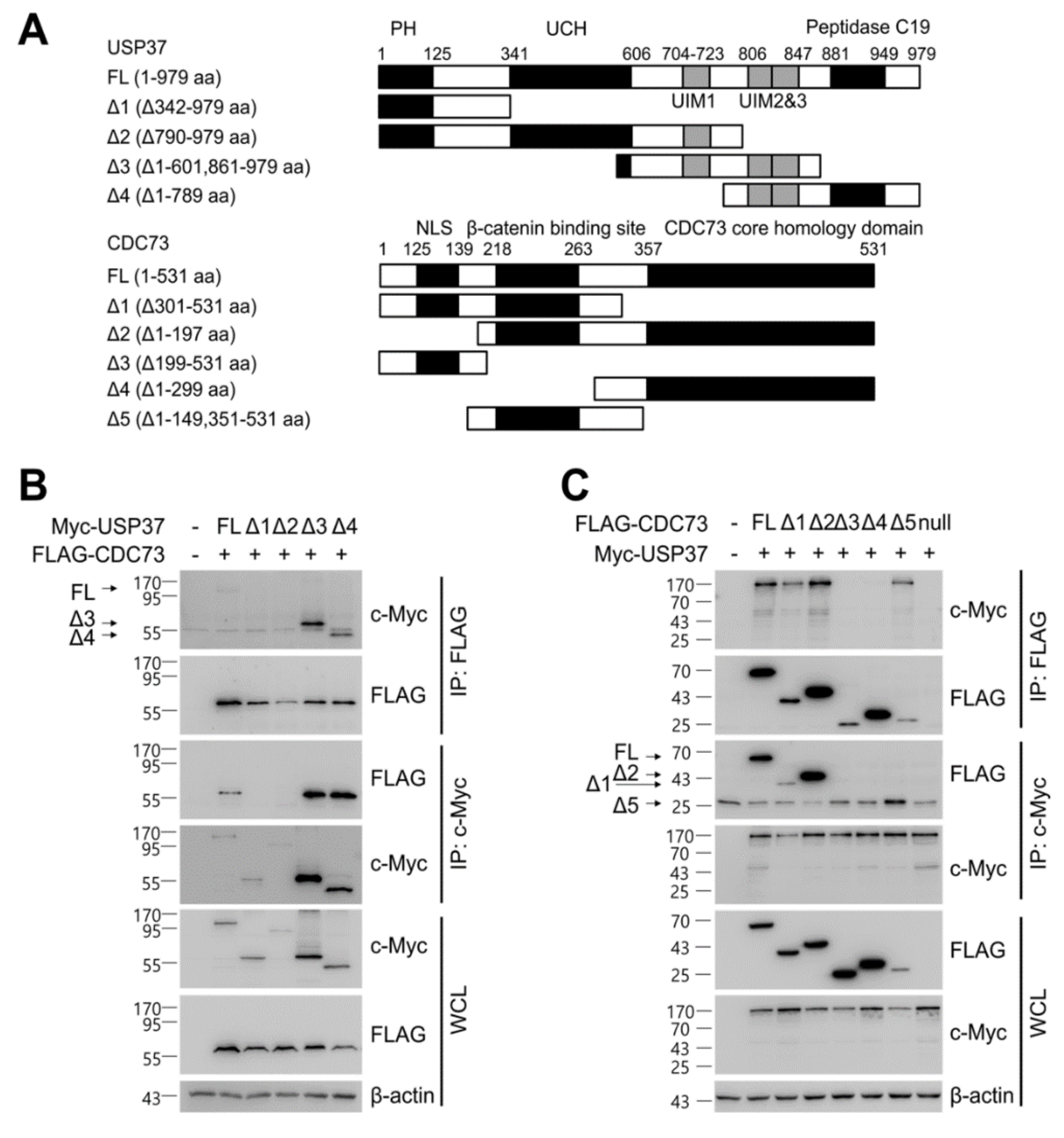 Ijms 23 06364 g005a Ijms 23 06364 g005a