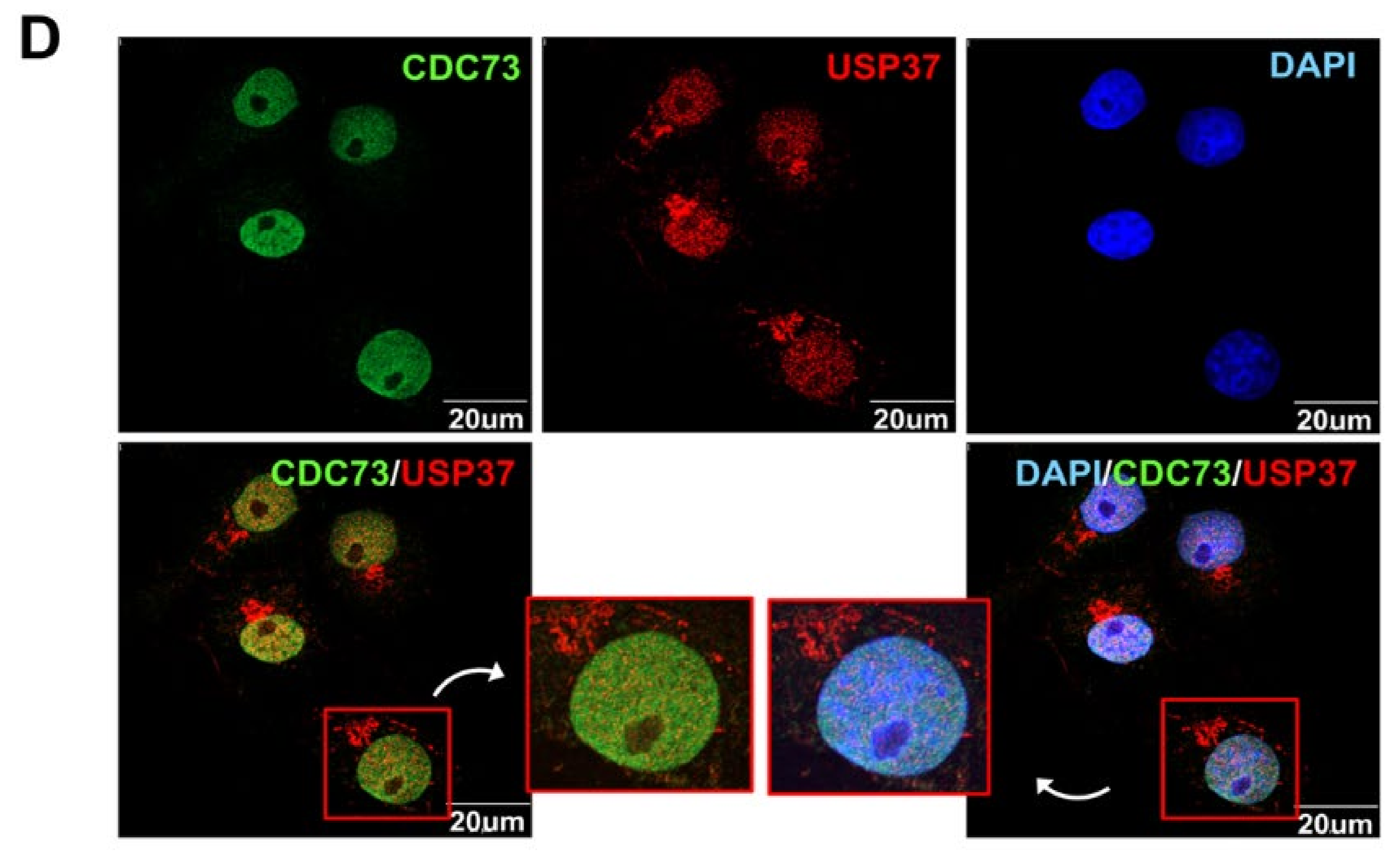 Ijms 23 06364 g005b Ijms 23 06364 g005b