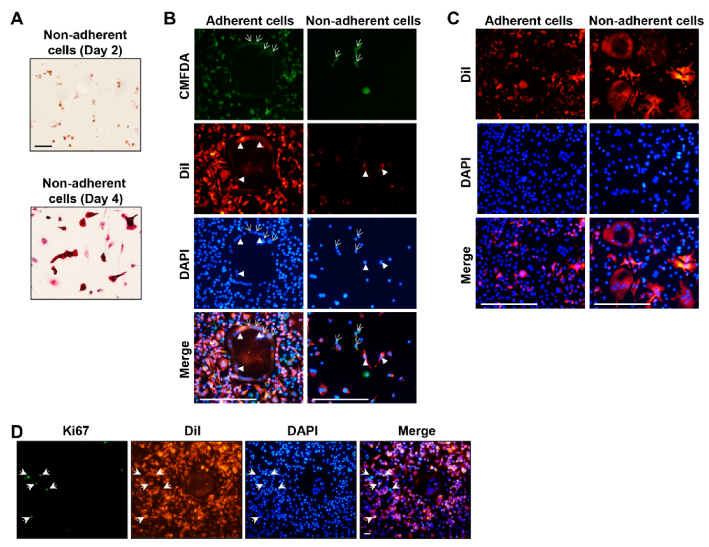 Ijms 23 06421 g004 Ijms 23 06421 g004
