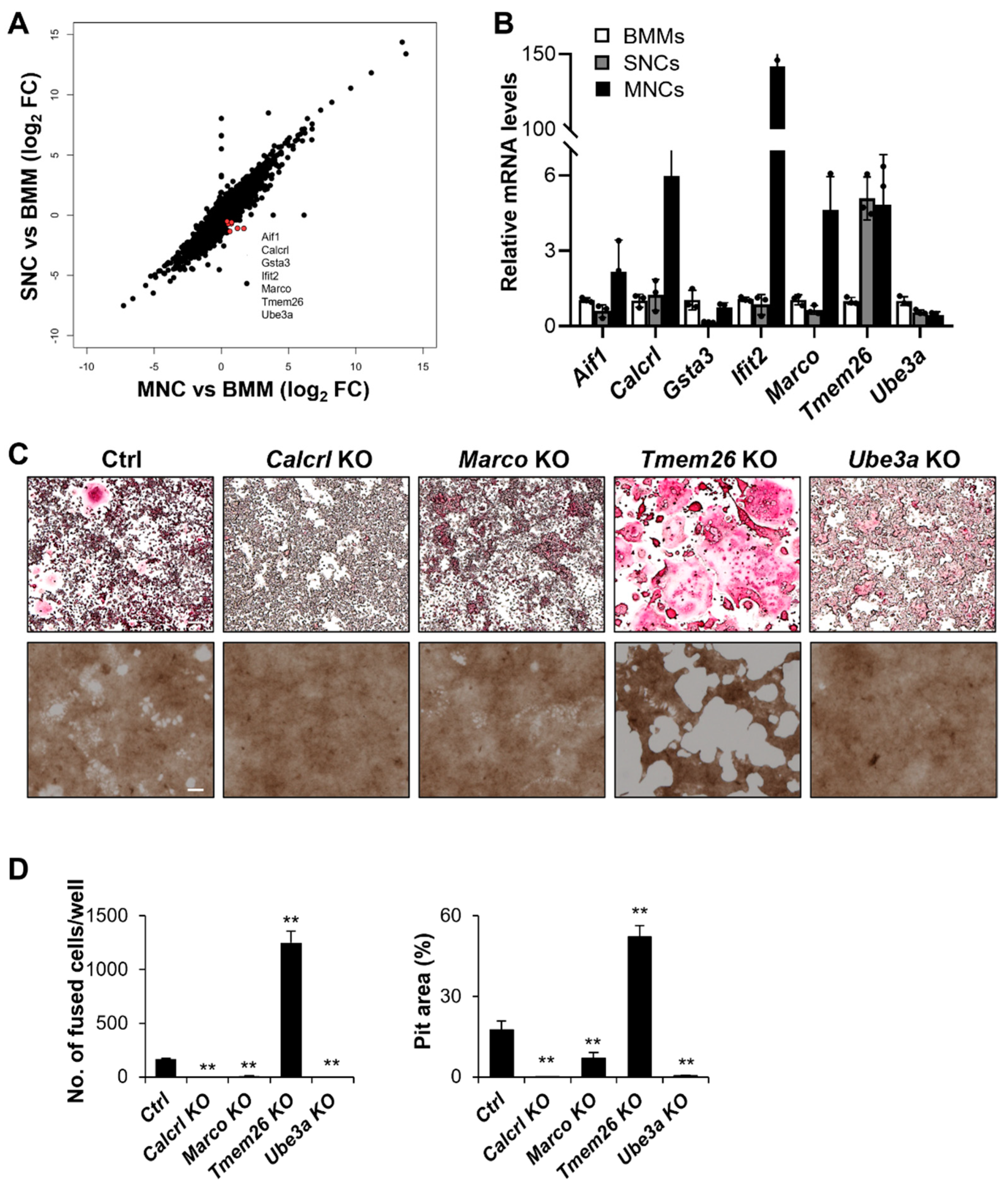 Ijms 23 06421 g006 Ijms 23 06421 g006