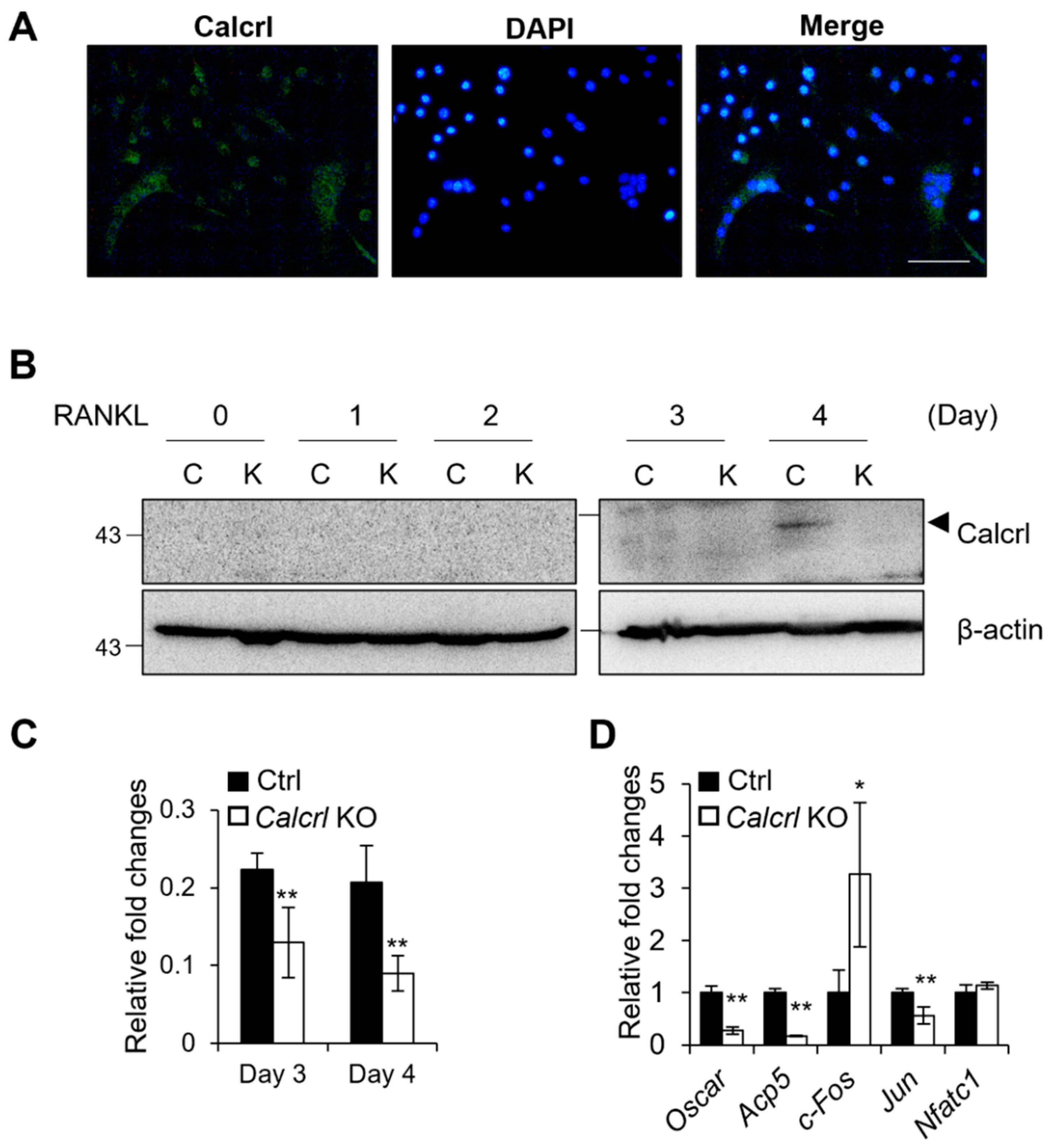 Ijms 23 06421 g007 Ijms 23 06421 g007