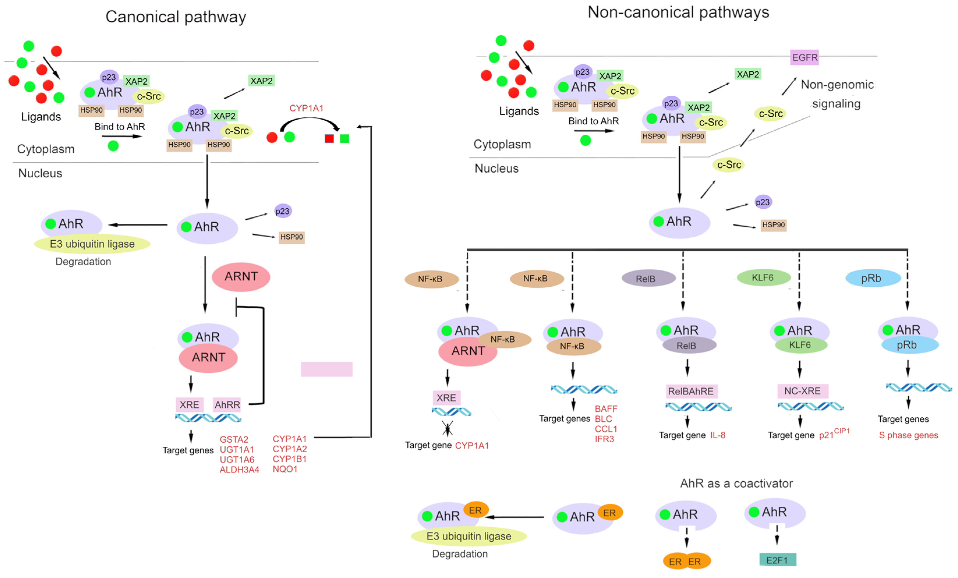 Ijms 23 06719 g002 Ijms 23 06719 g002