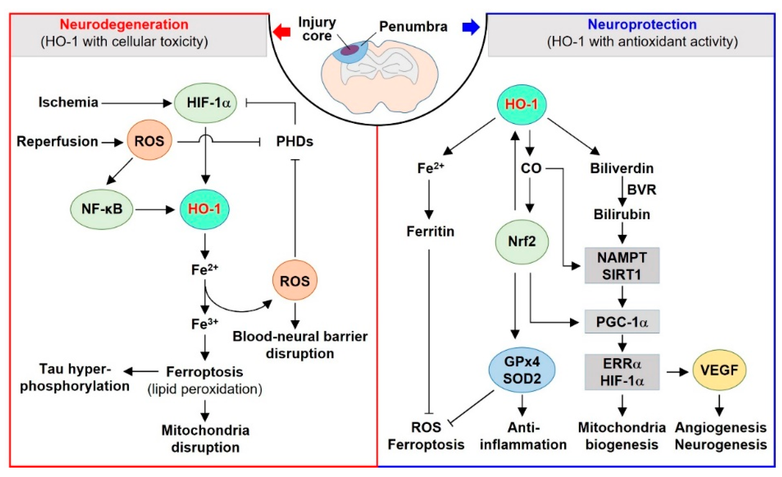 Ijms 23 07041 g001 Ijms 23 07041 g001