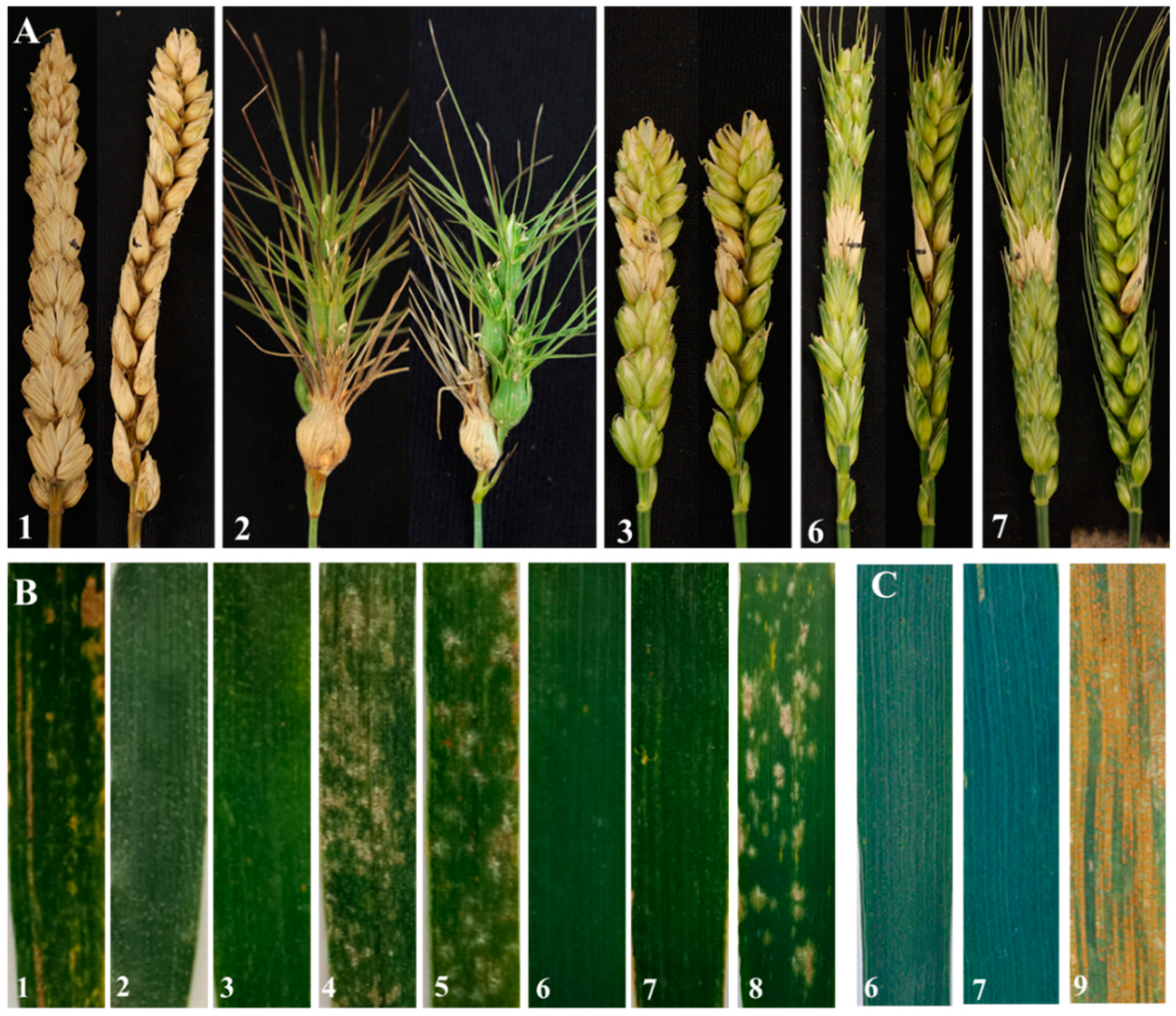 Ijms 23 07056 g005 Ijms 23 07056 g005