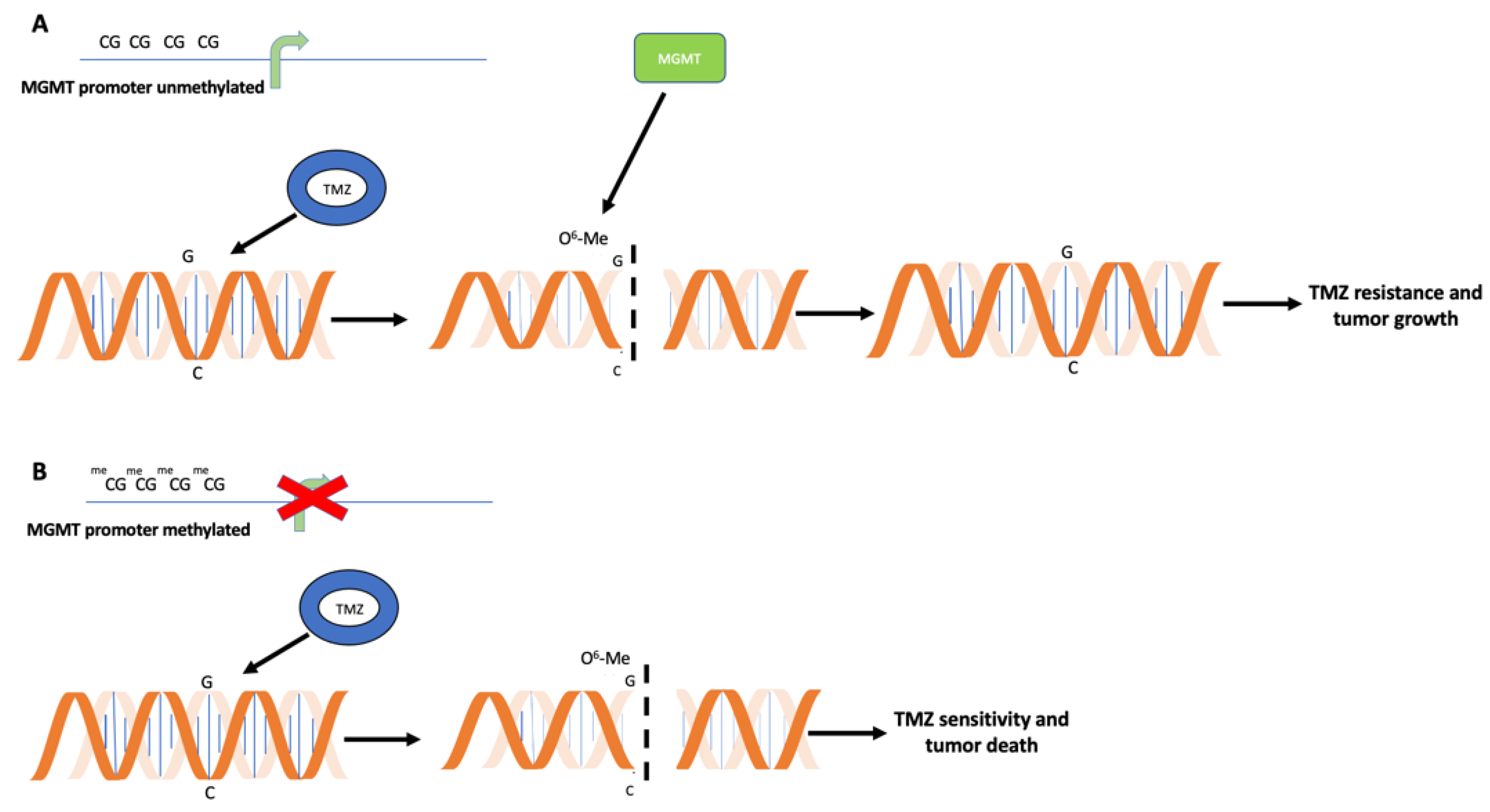 Ijms 23 07148 g001 Ijms 23 07148 g001