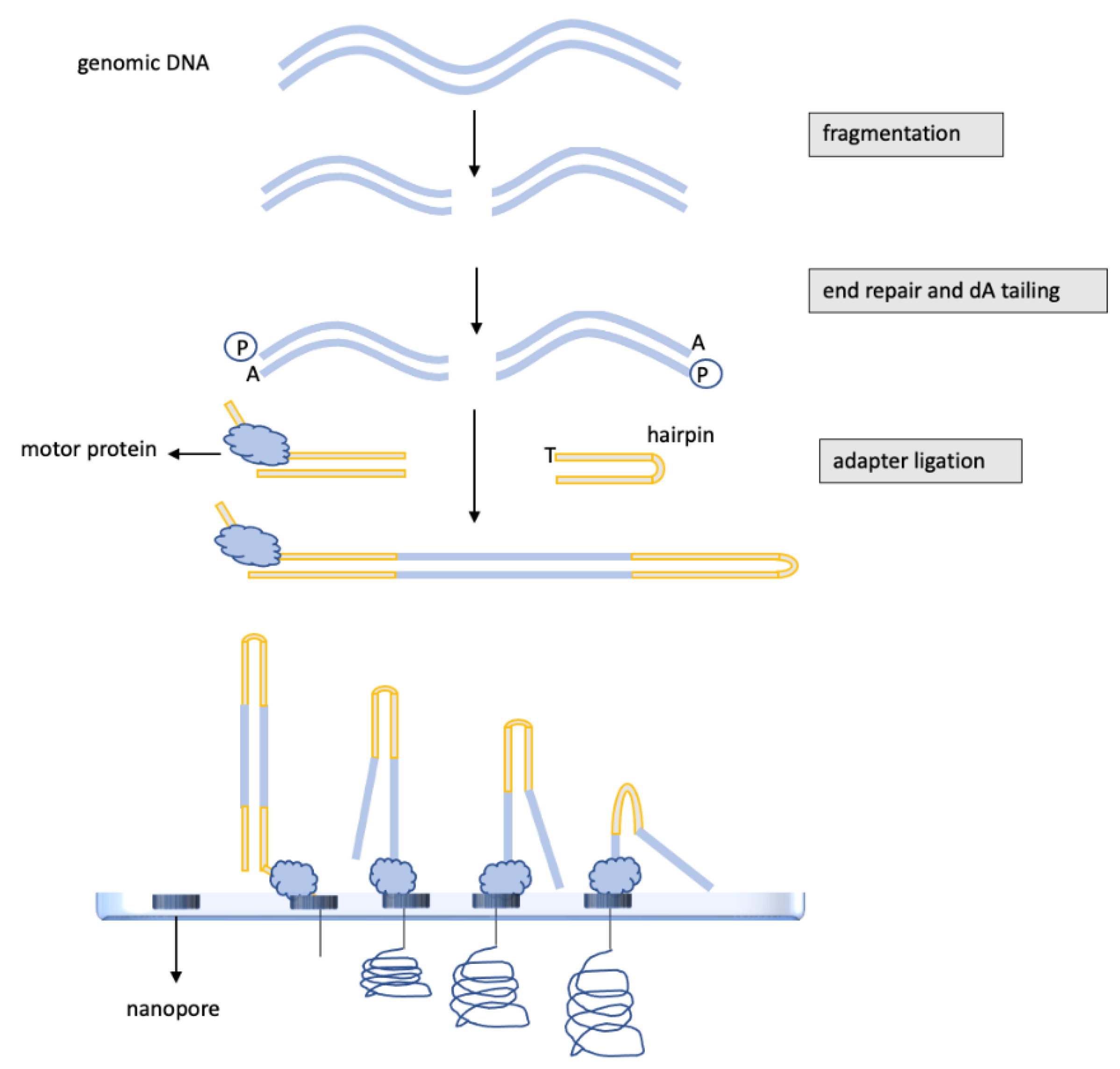 Ijms 23 07148 g004 Ijms 23 07148 g004