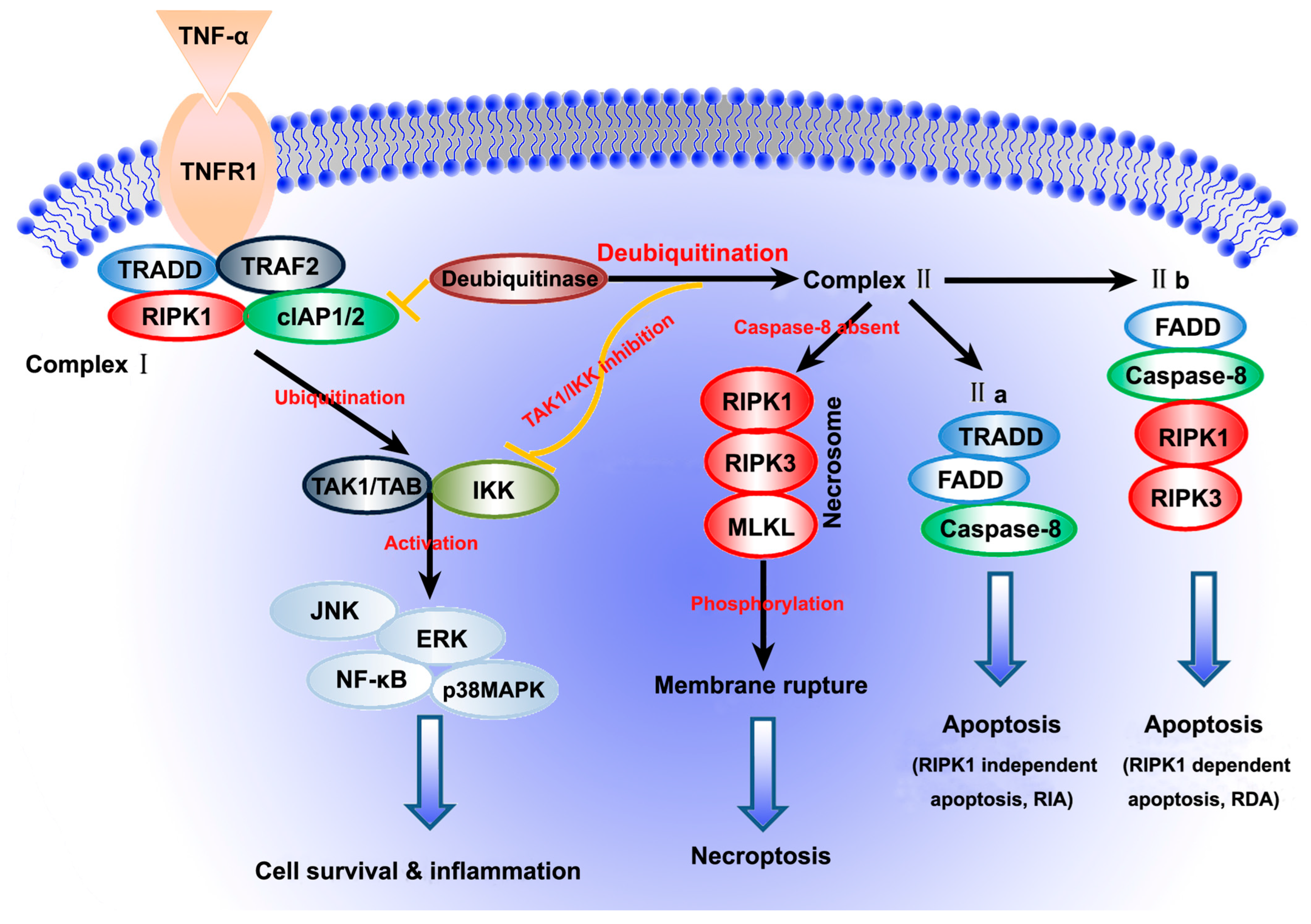 Ijms 23 07191 g001 Ijms 23 07191 g001