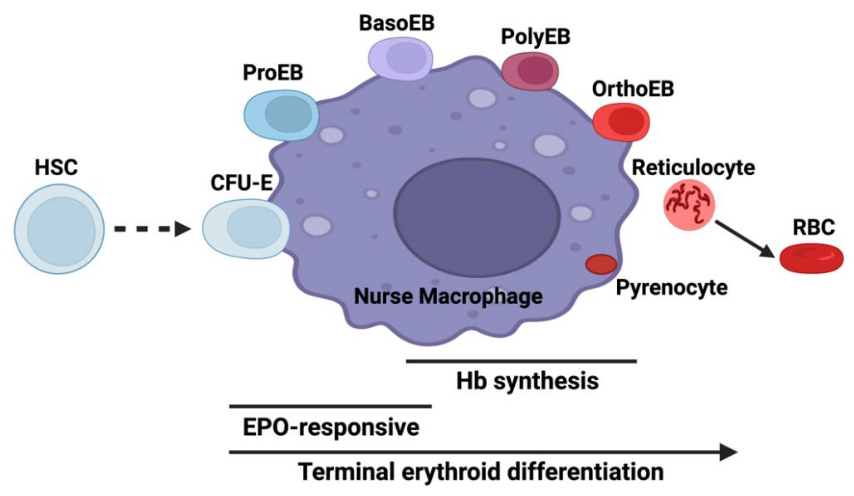 Ijms 23 07467 g001 Ijms 23 07467 g001