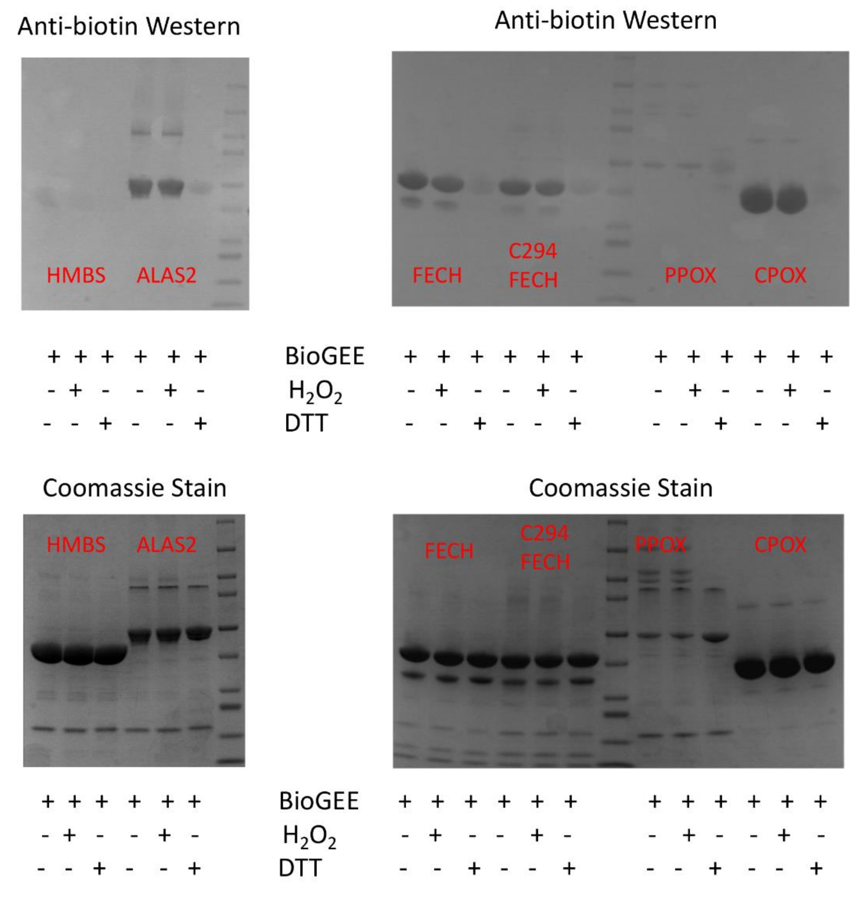 Ijms 23 07467 g008 Ijms 23 07467 g008