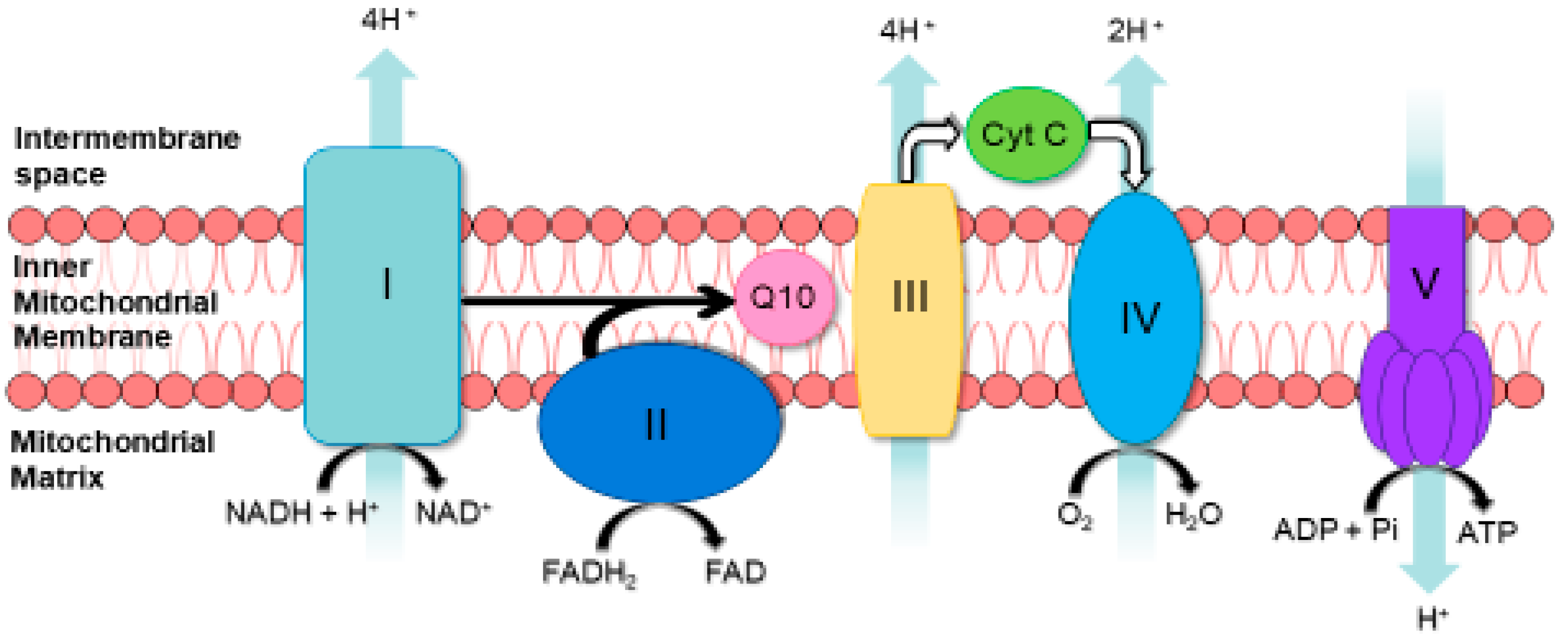 Ijms 23 07487 g001 Ijms 23 07487 g001