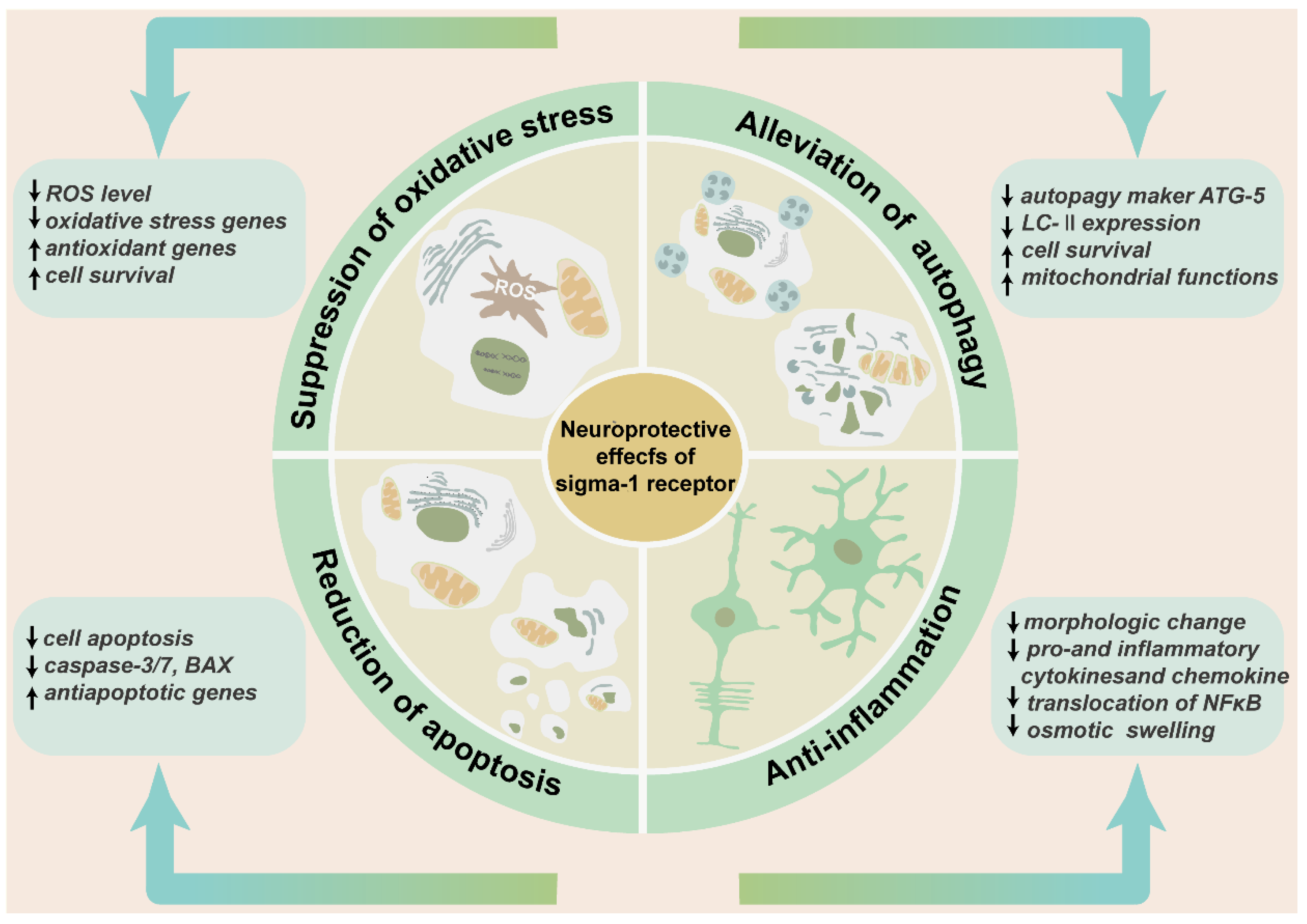 Ijms 23 07572 g005 Ijms 23 07572 g005
