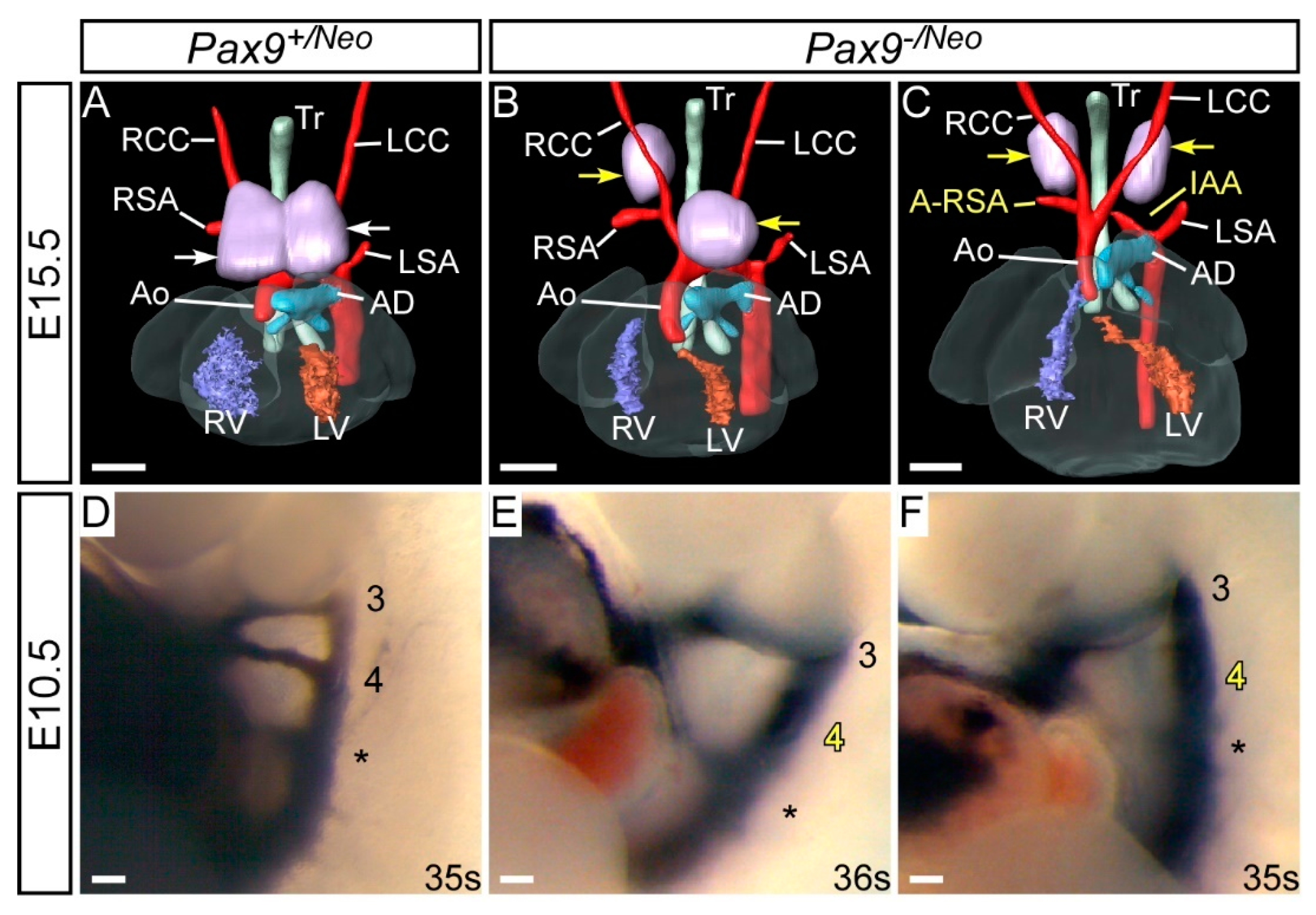 Ijms 23 07713 g004 Ijms 23 07713 g004