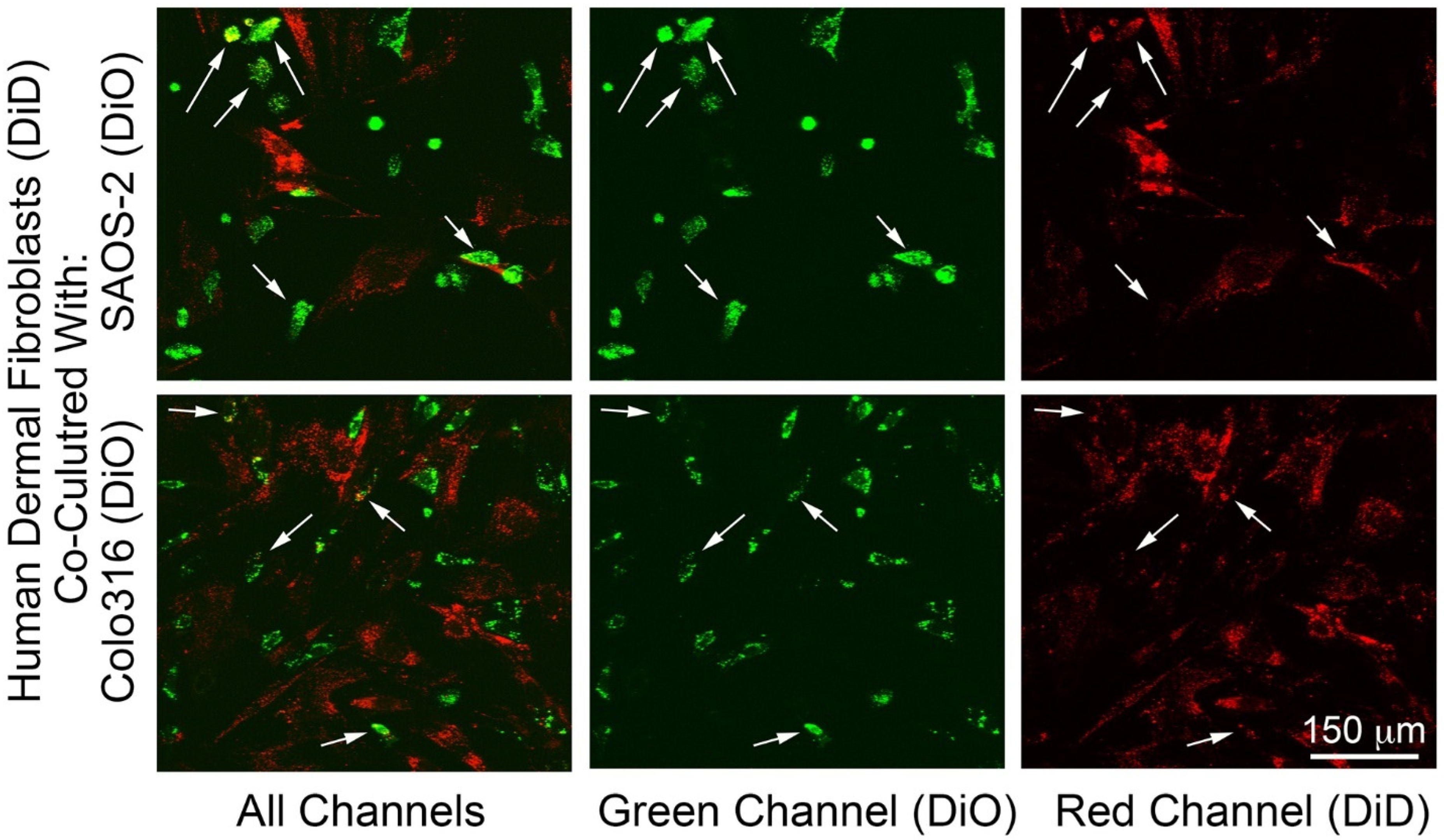 Ijms 23 07949 g001 Ijms 23 07949 g001