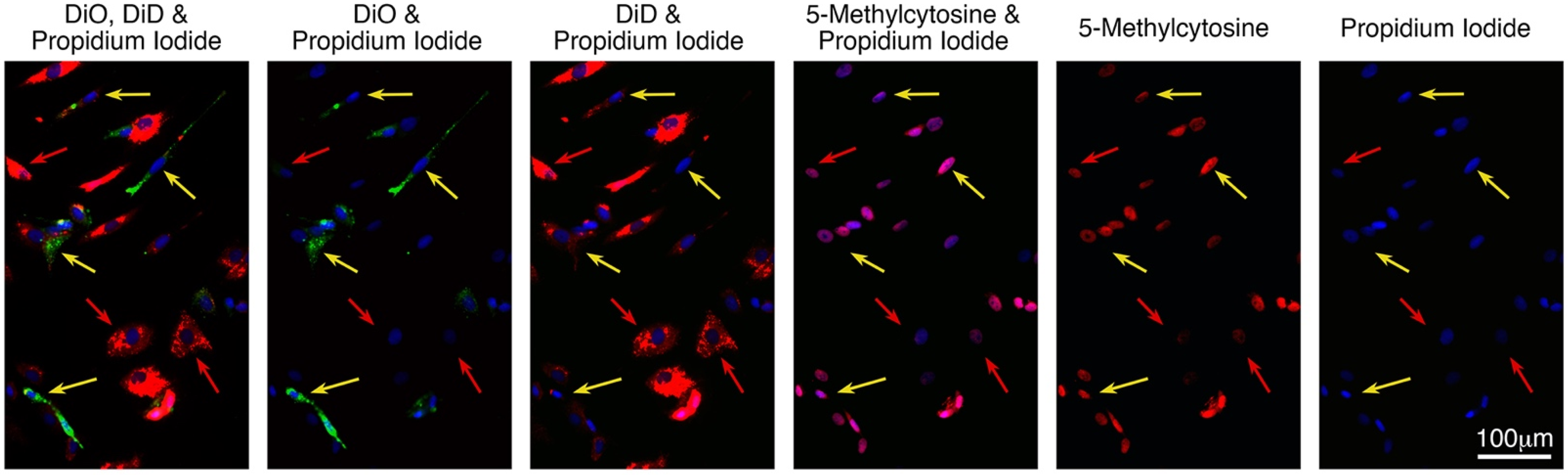 Ijms 23 07949 g006 Ijms 23 07949 g006