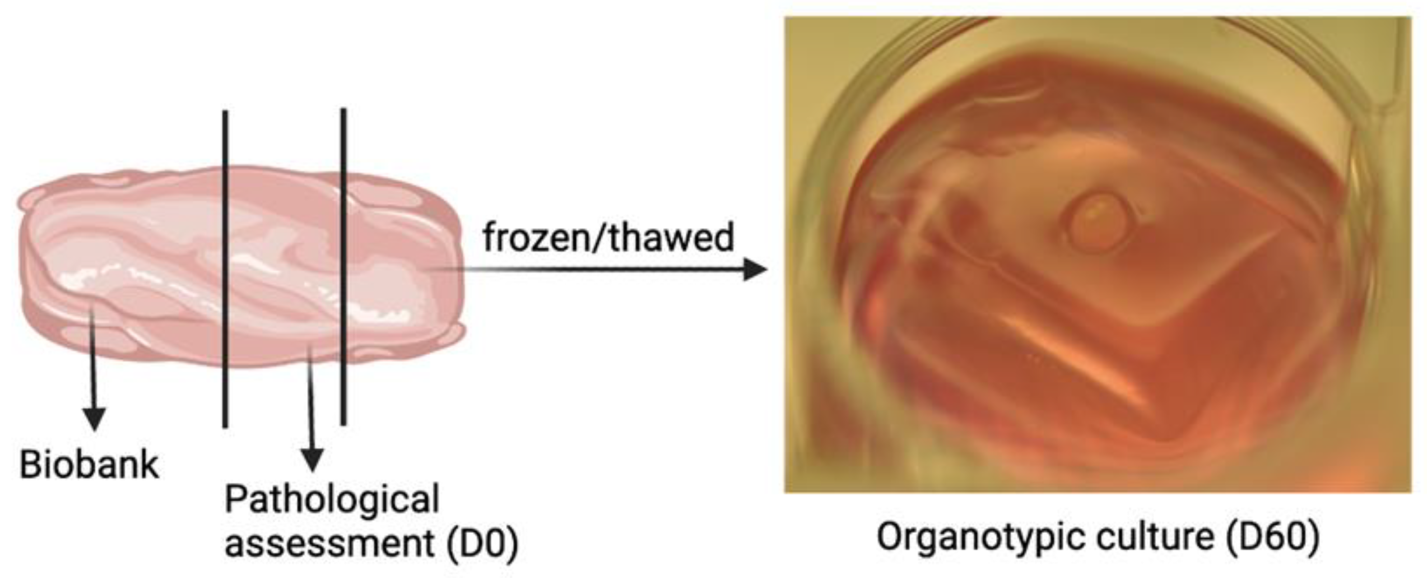 Ijms 23 07975 g007 Ijms 23 07975 g007