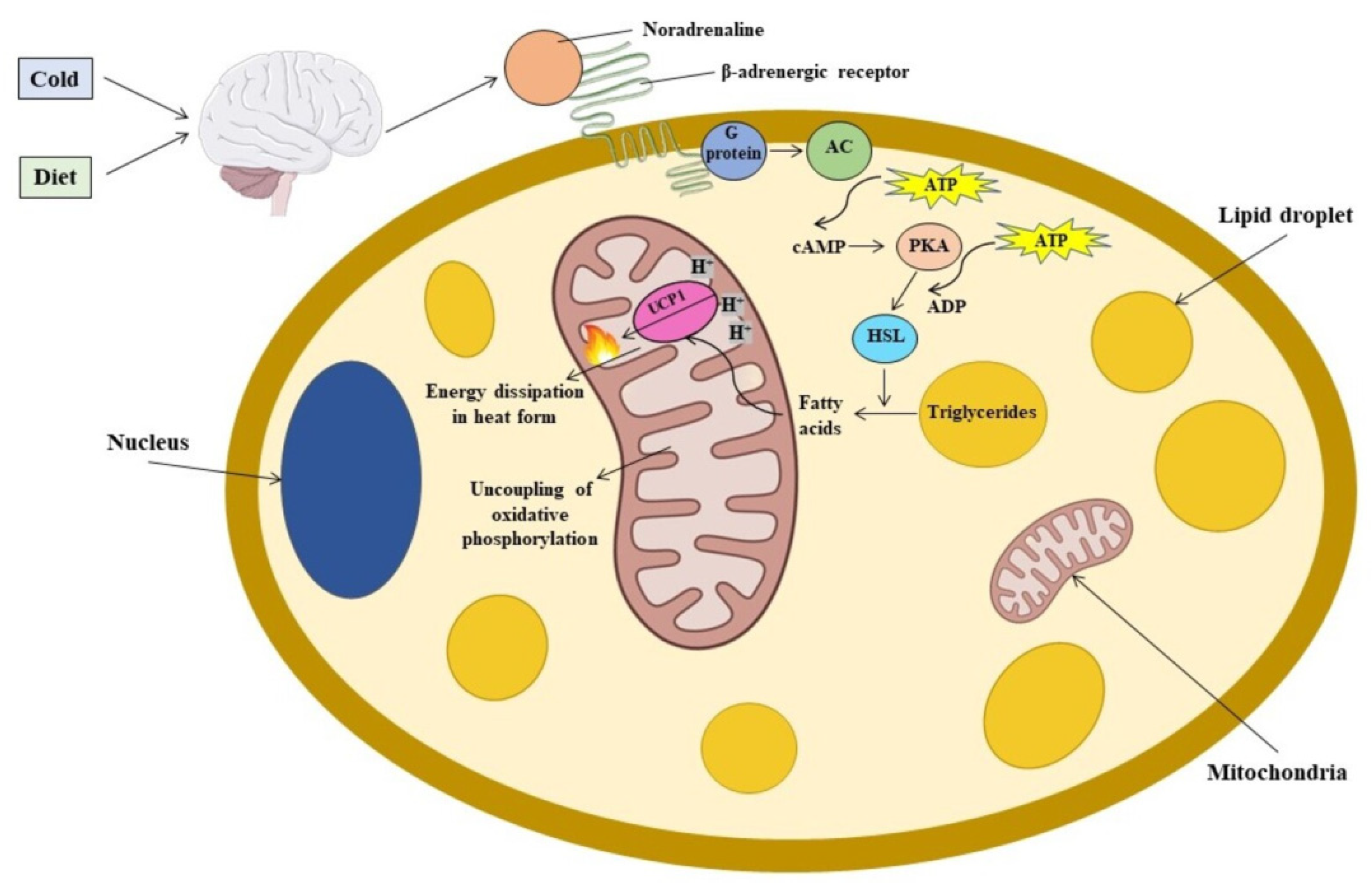 Ijms 23 08250 g002 Ijms 23 08250 g002